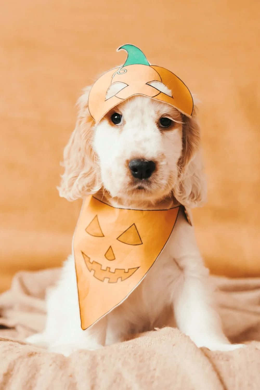 Halloween puppy, pumpkin costume, pumpkin hat, HD Phone Wallpaper