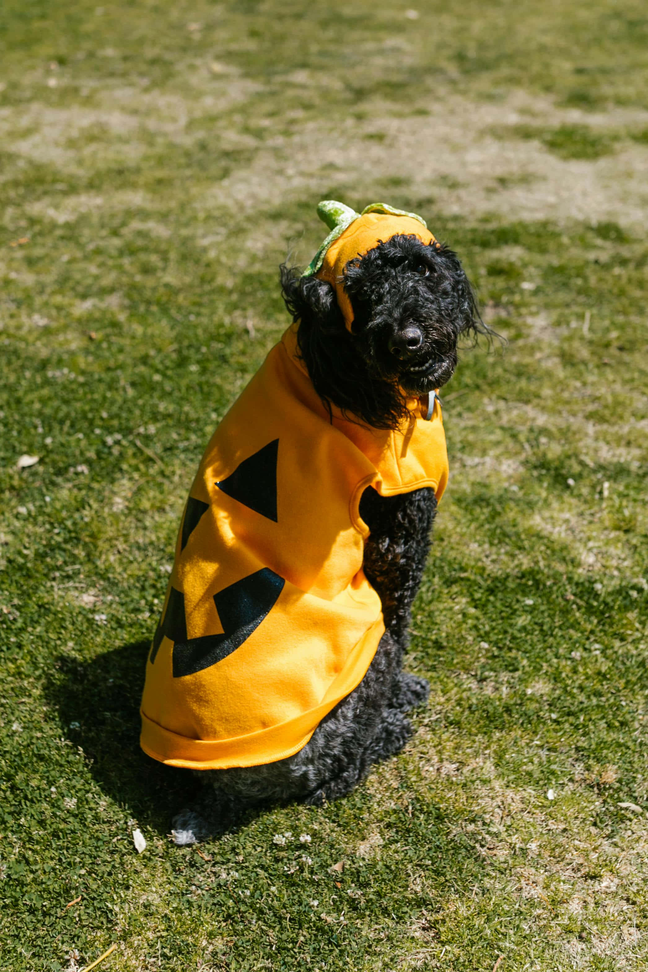 Halloween, pumpkin costume, black curly-haired dog, 2K Phone Wallpaper