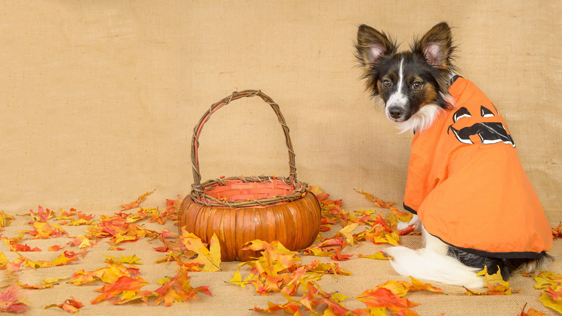 Halloween Dog, pumpkin basket, black and white dog, Full HD Desktop Wallpaper
