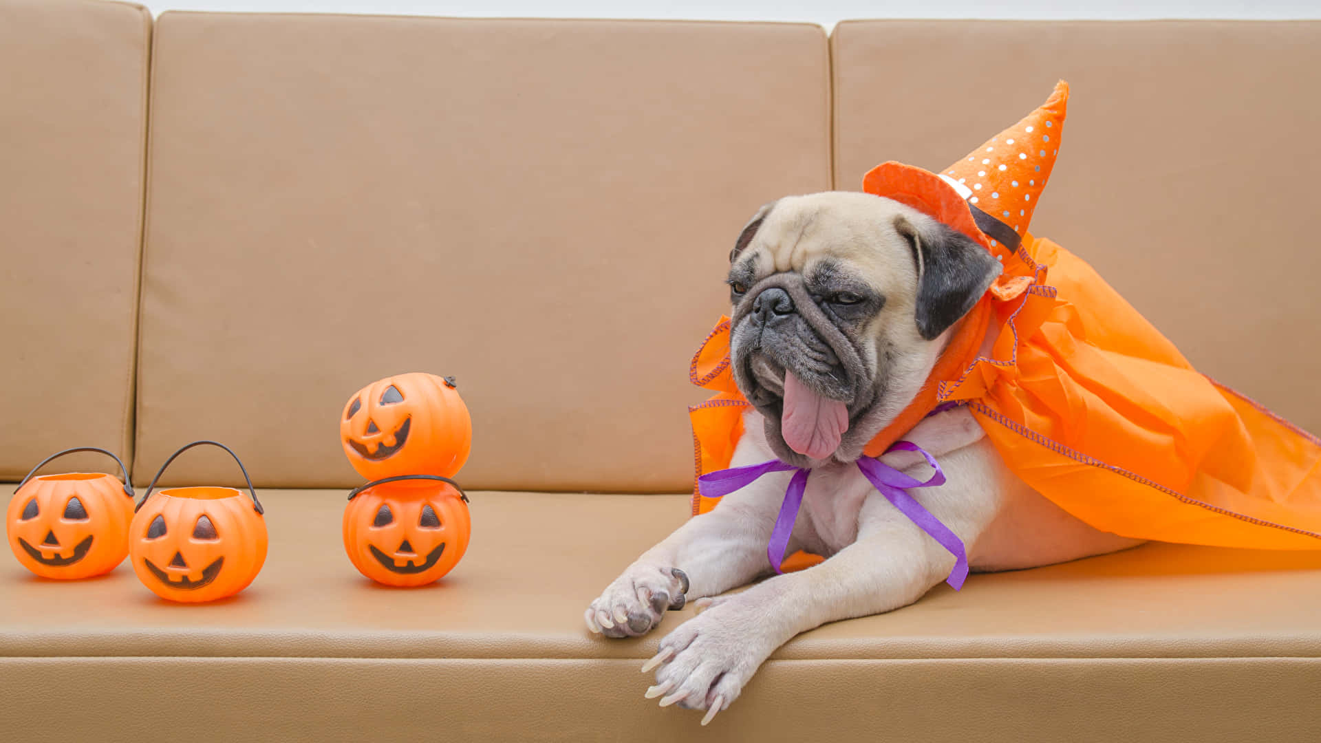 pug dog, orange witch costume, purple ribbon, Full HD Desktop Wallpaper