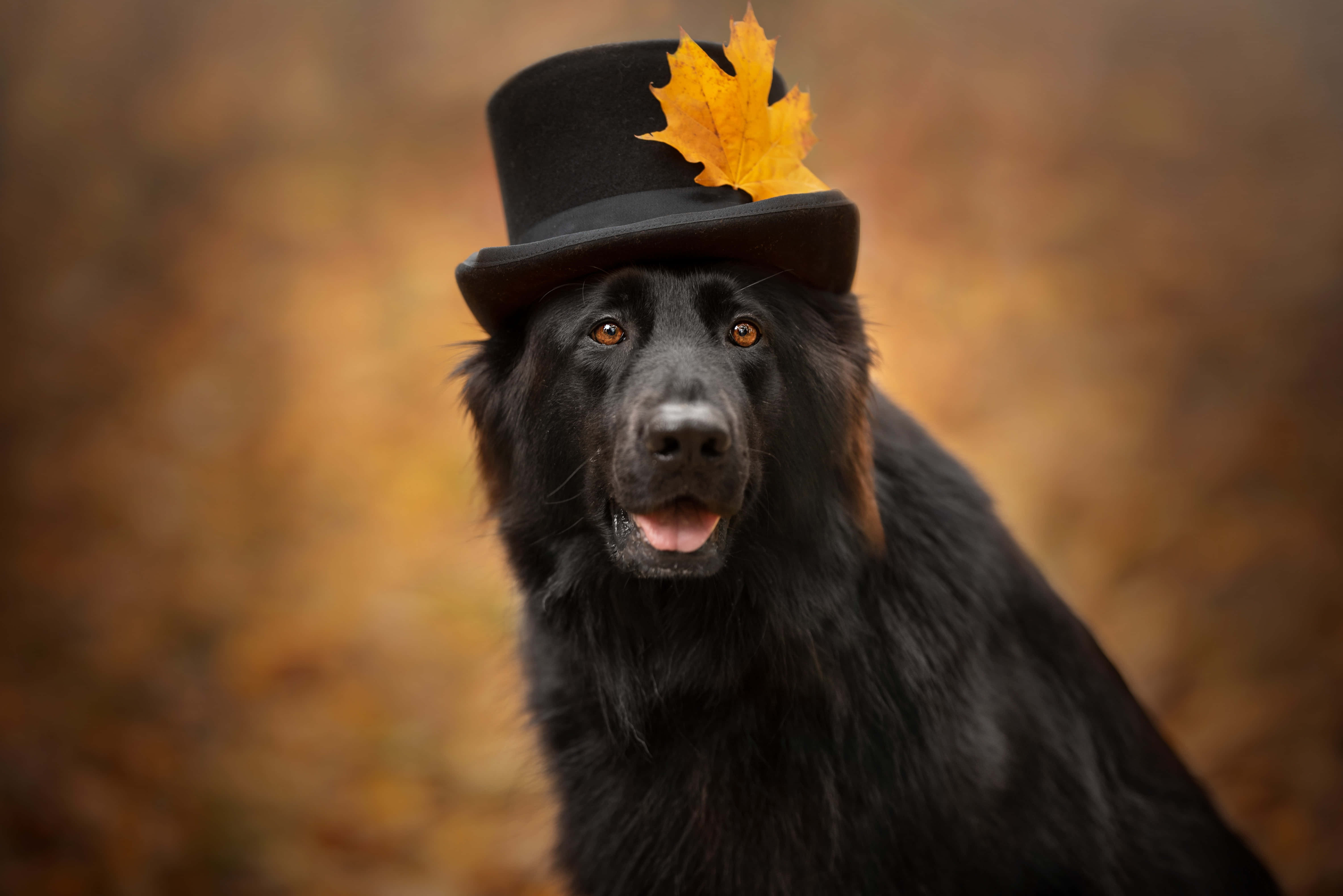 black fluffy dog, black top hat, bright yellow maple leaf, 5K Desktop Wallpaper