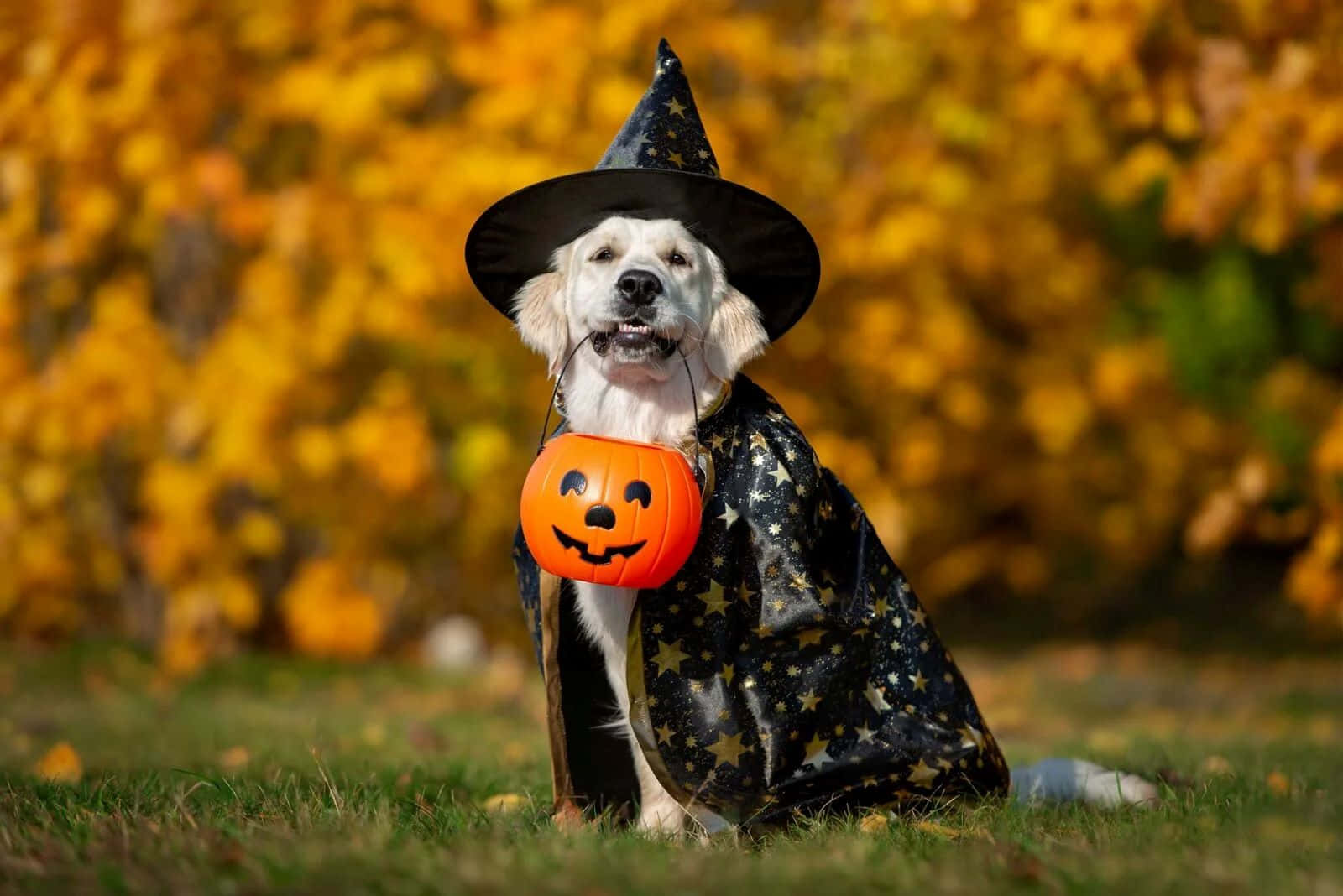 golden retriever, witch, black hat, HD Desktop Wallpaper