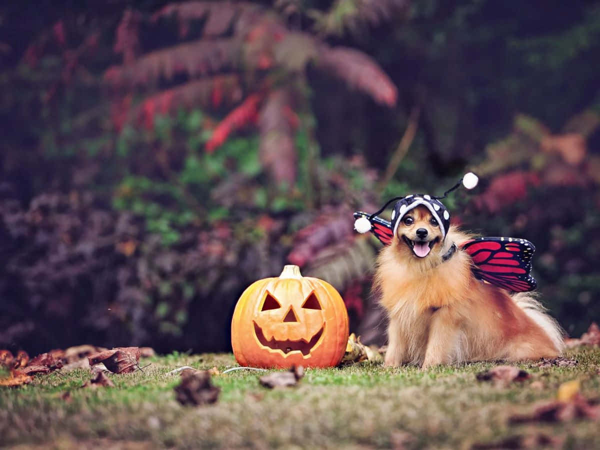 Halloween Dog, butterfly costume, carved jack-o-lantern, SD Desktop Wallpaper