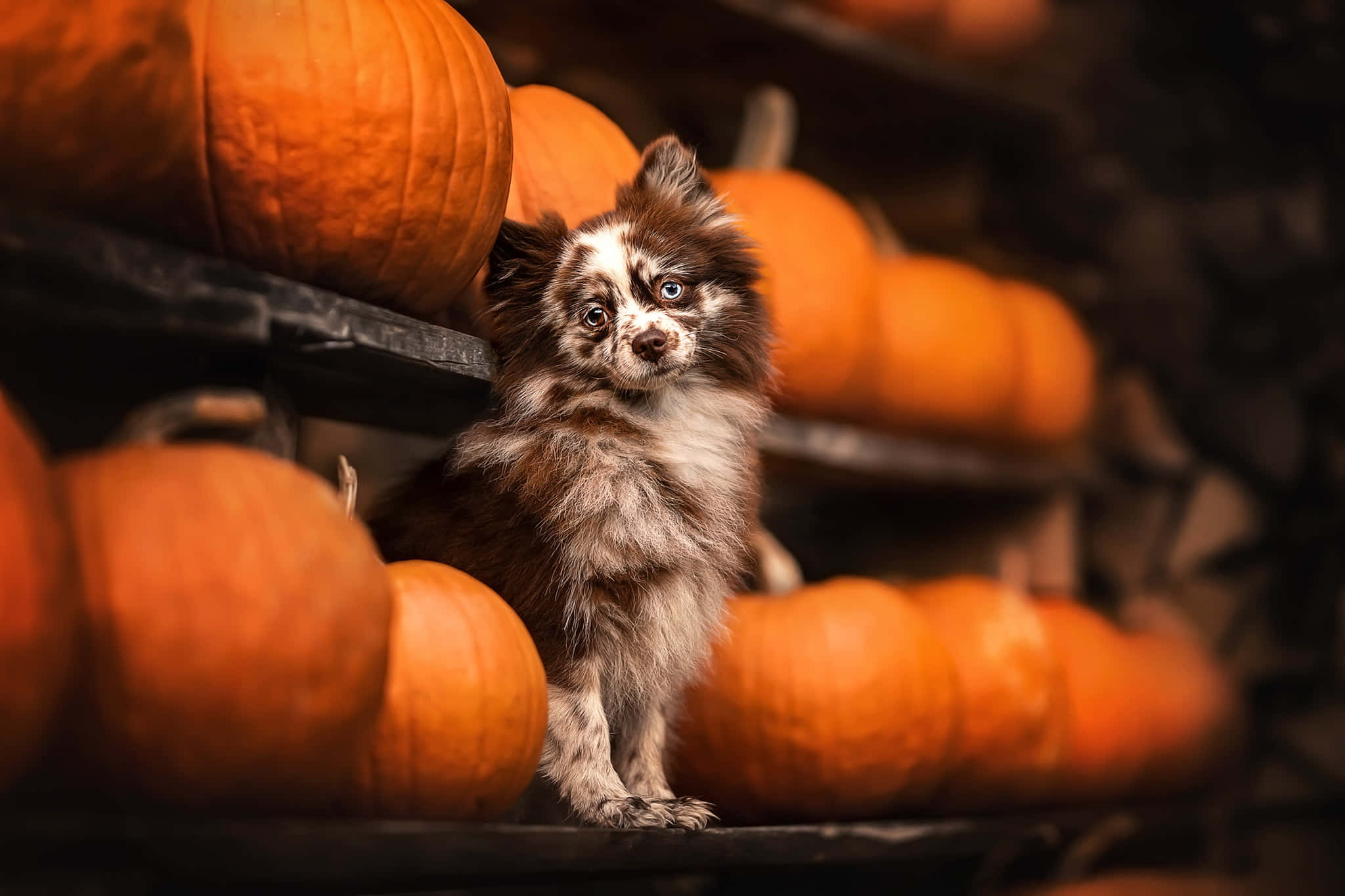 Halloween Pumpkin Patch Dog, orange pumpkins, brown and white fur, Full HD Desktop Wallpaper