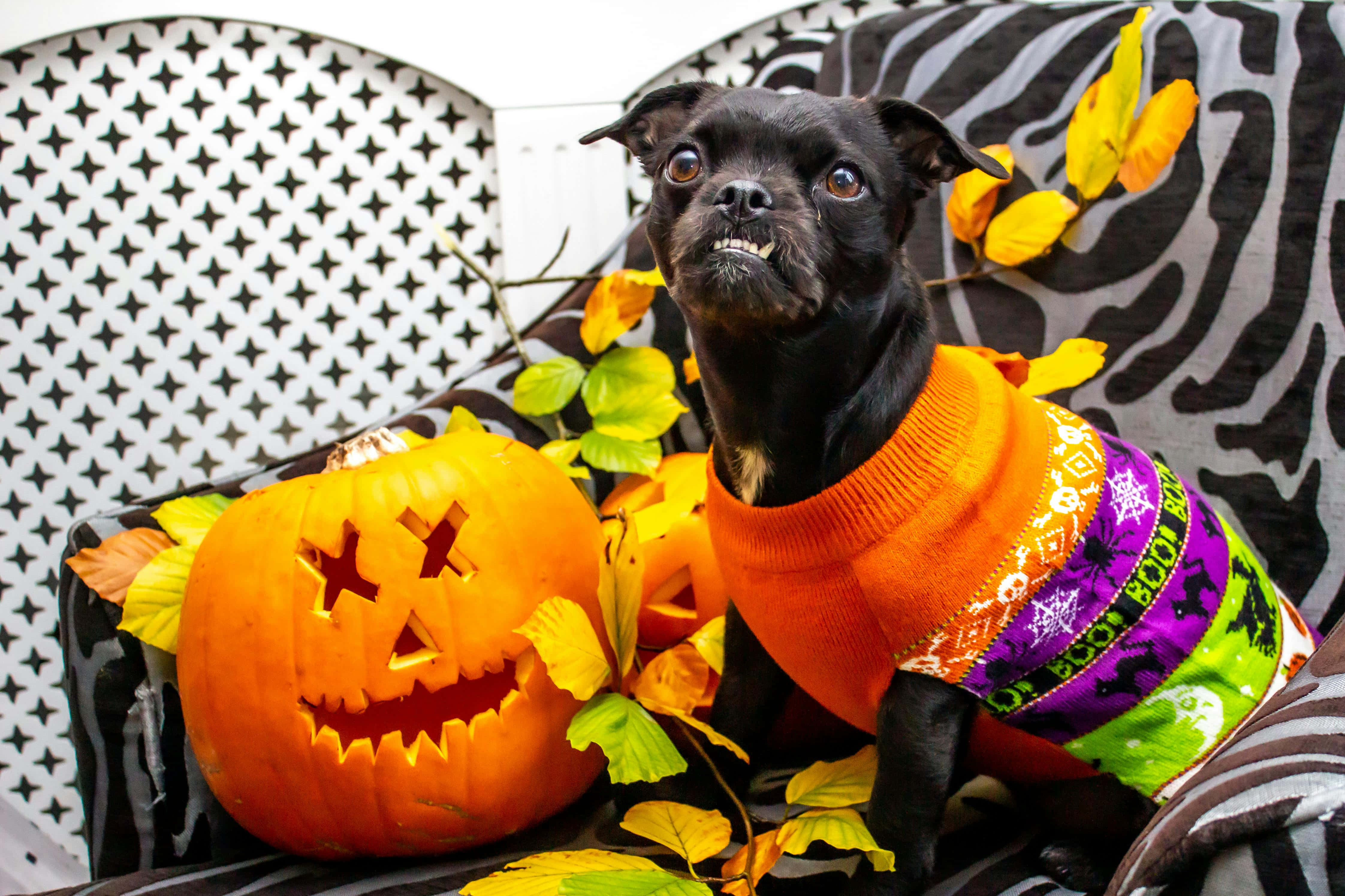 Halloween Pumpkin Dog Costume, black chihuahua, colorful Halloween sweater, 4K Desktop Wallpaper