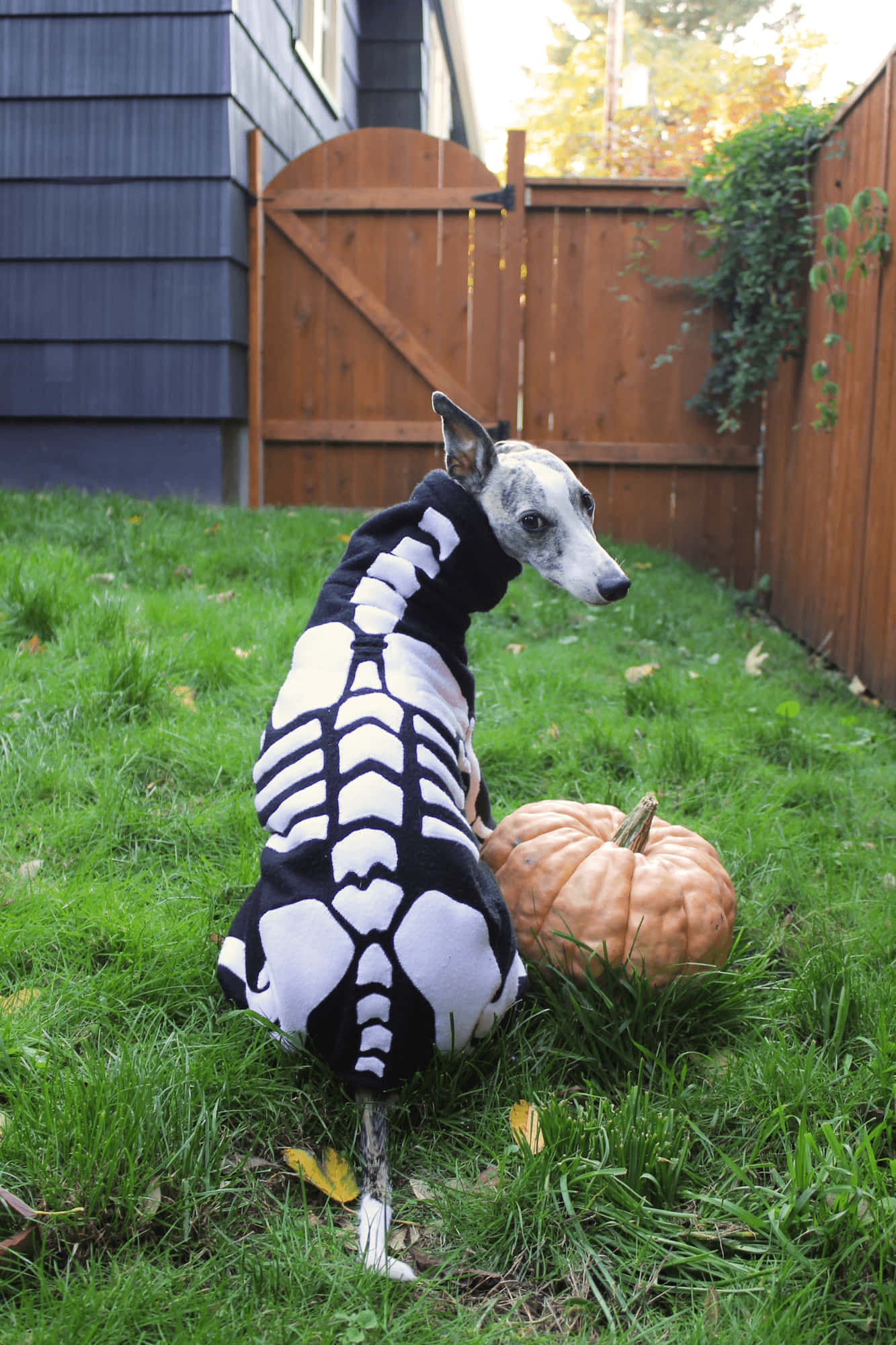 greyhound, black and white skeleton costume, green grass, Full HD Phone Wallpaper