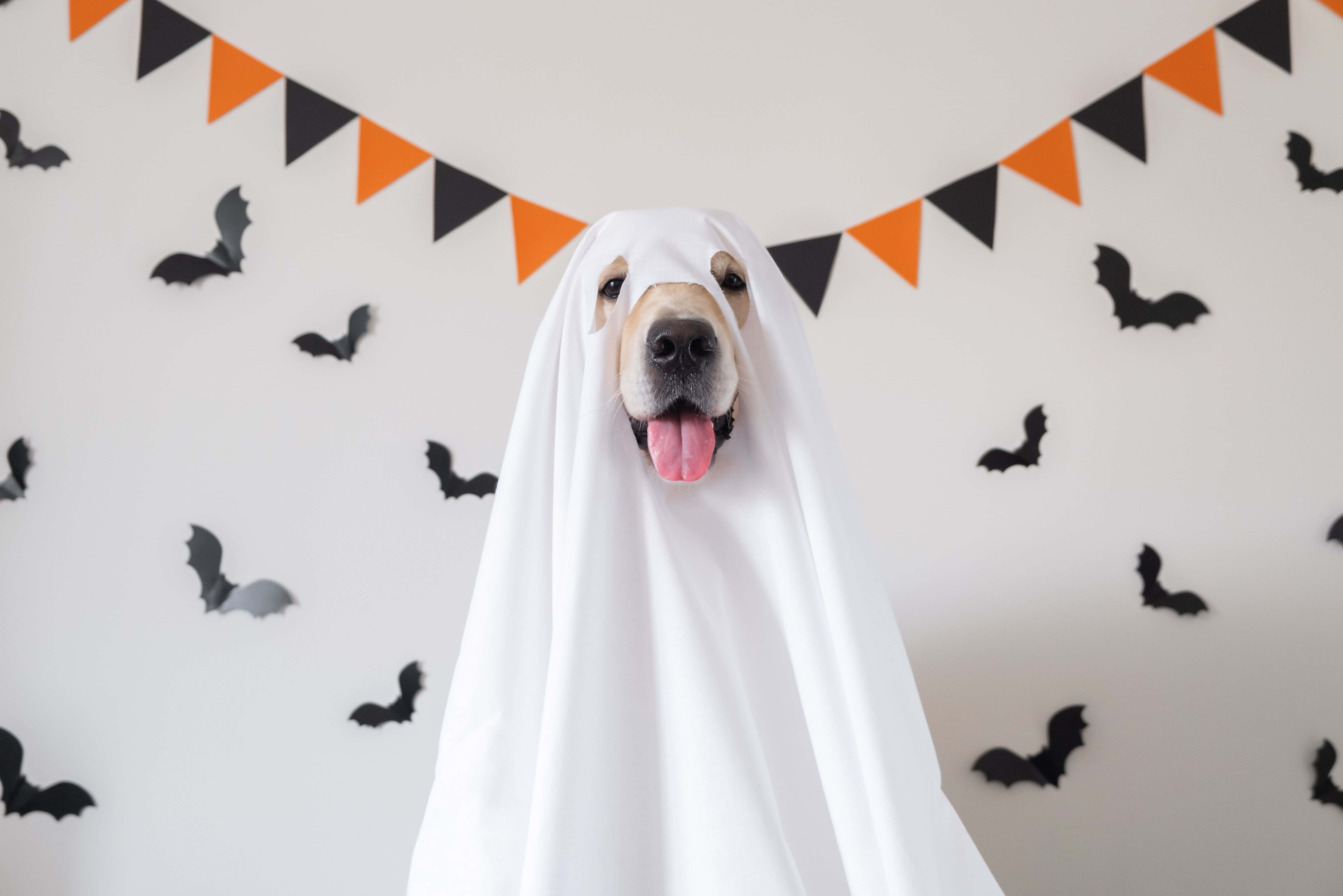 golden retriever, white ghost costume, orange black bunting, 5K Desktop Wallpaper