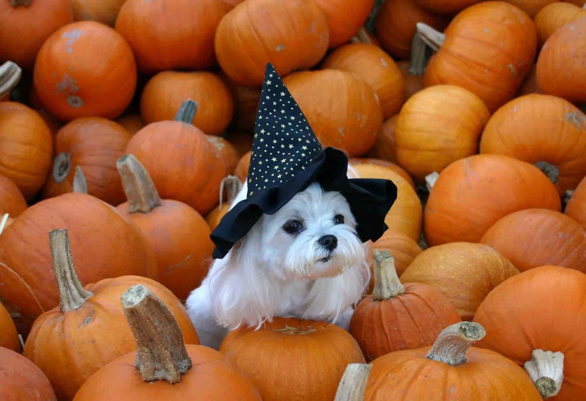 Halloween Dog, witch costume, black witch hat, Full HD Desktop Wallpaper