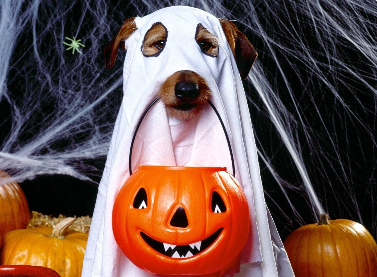 ghost halloween costume, orange jack-o'-lantern bucket, pumpkins, HD Desktop Wallpaper