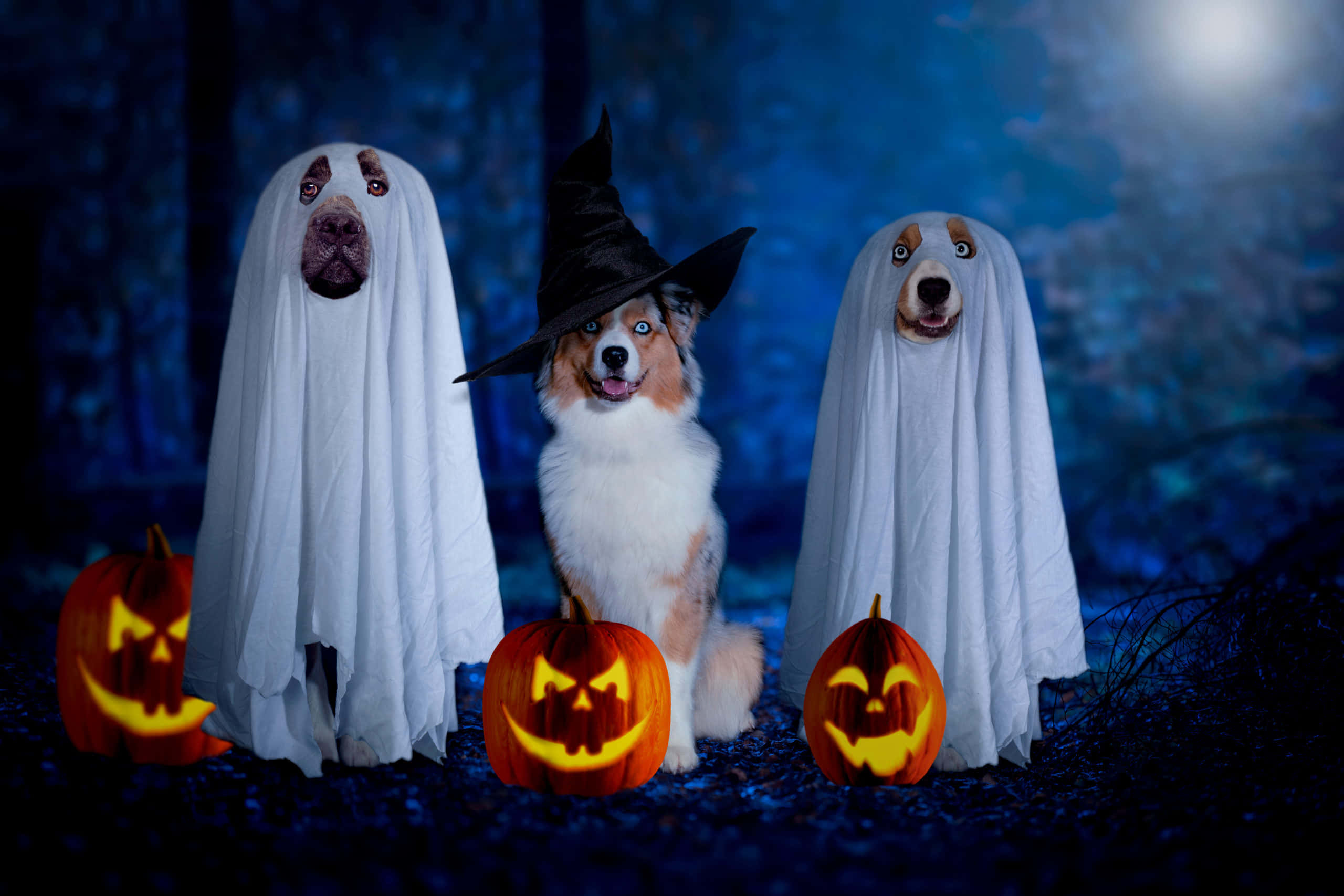 Halloween Dog, ghost outfits, witch outfits, 2K Desktop Wallpaper