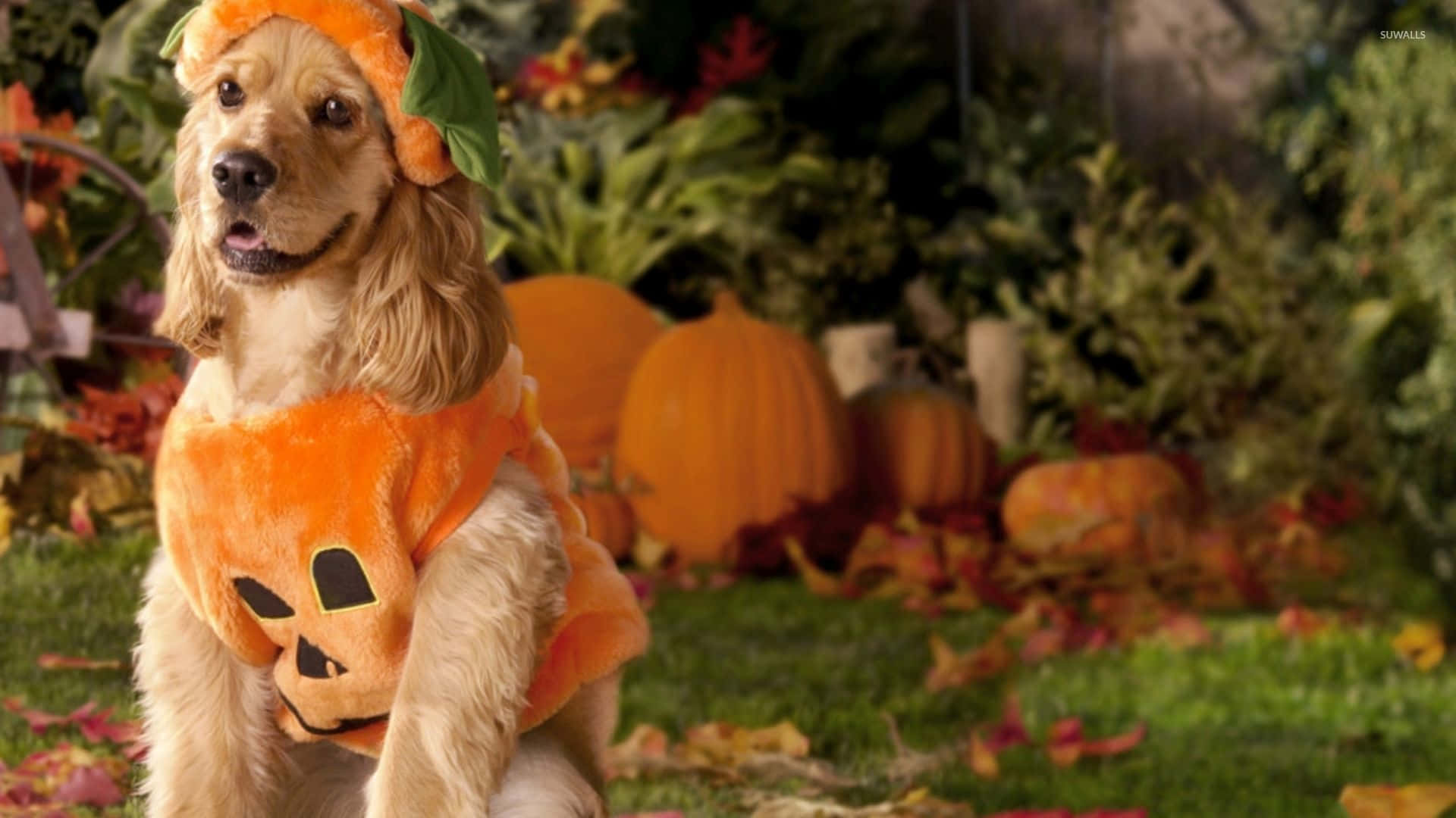 golden retriever, orange pumpkin costume, garden, Full HD Desktop Wallpaper
