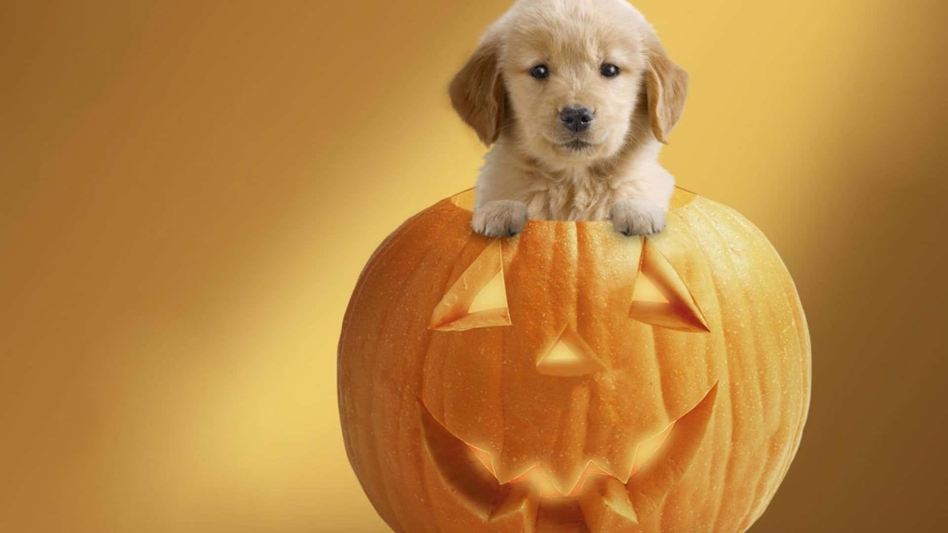 puppy, pumpkin, jack o lantern, Full HD Desktop Wallpaper