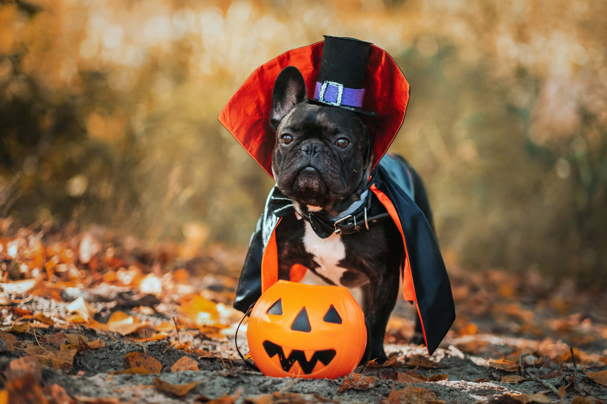 black French bulldog, witch costume, jack-o-lantern, Full HD Desktop Wallpaper