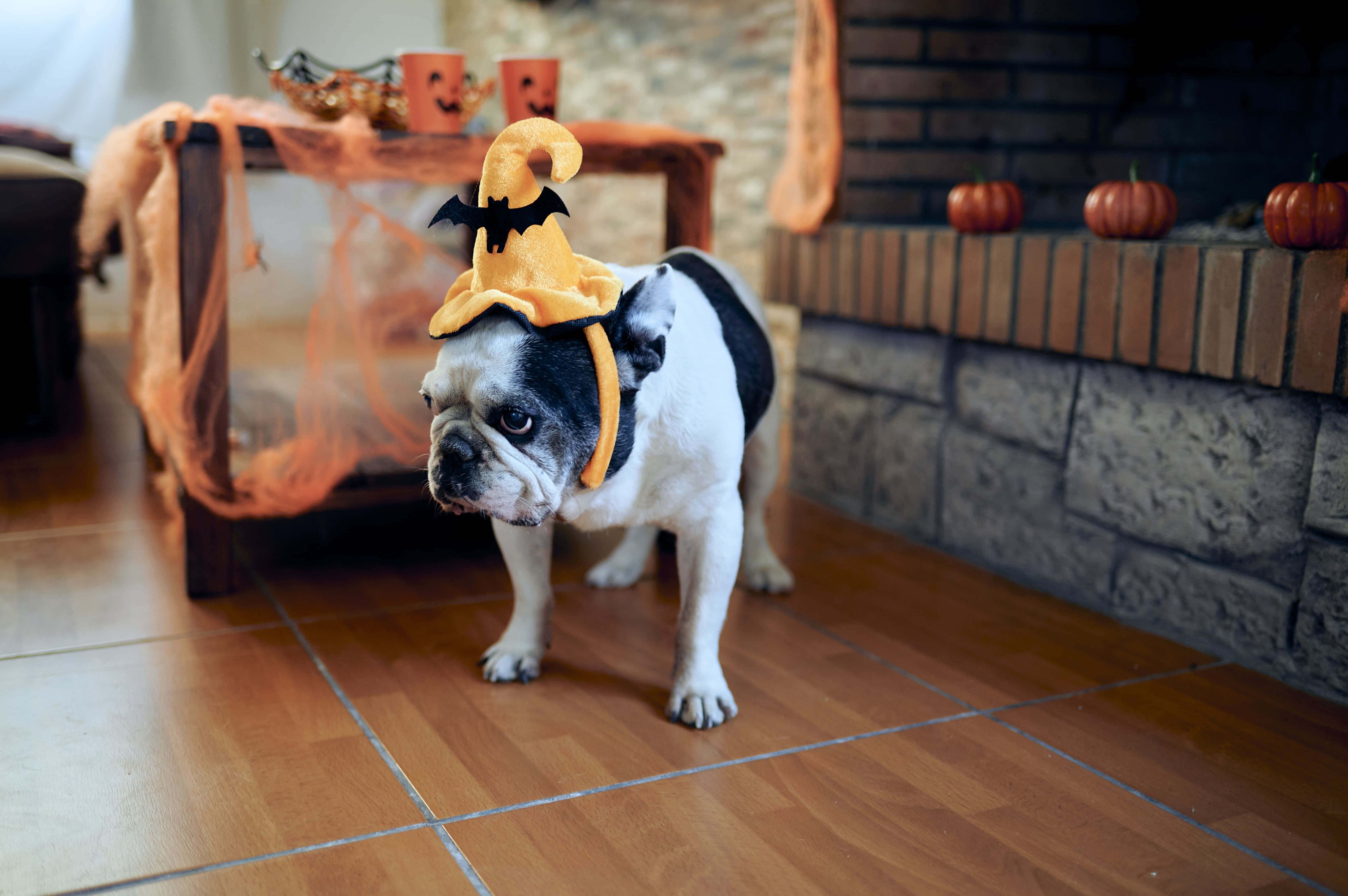 French bulldog, yellow witch hat with a bat, wooden floor, 5K Desktop Wallpaper