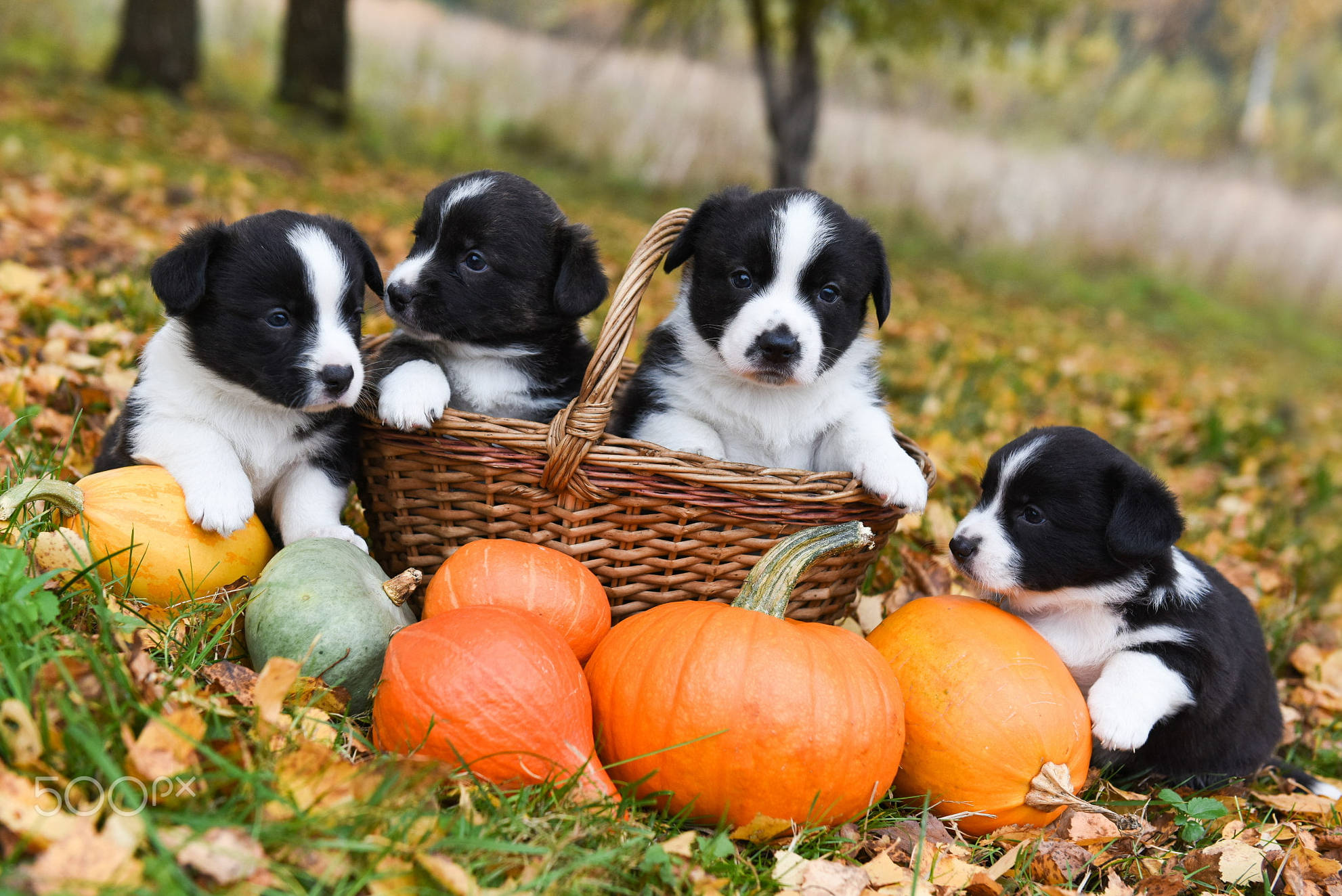 black and white puppies, wicker basket, pumpkins, Full HD Desktop Wallpaper