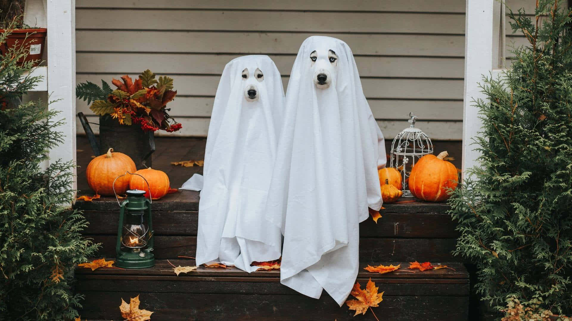 ghost, porch, pumpkins, Full HD Desktop Wallpaper