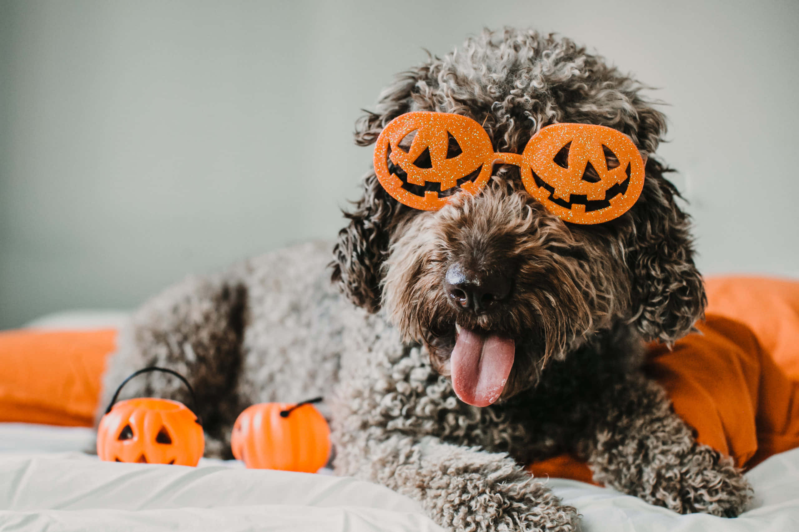 curly gray poodle, glittery orange pumpkin glasses, orange pillows, 2K Desktop Wallpaper