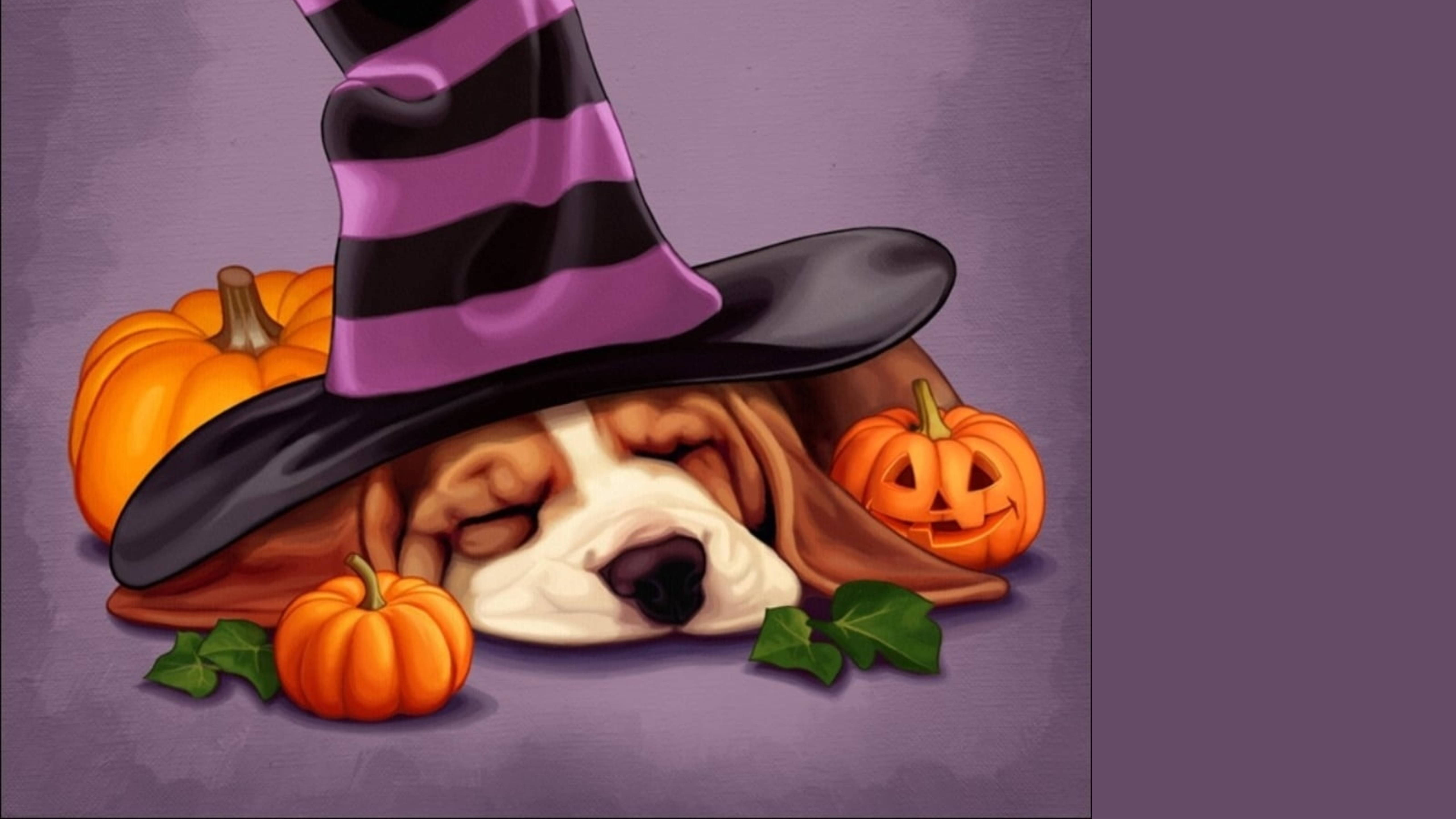 basset hound, purple and black witch hat, orange pumpkins, 5K Desktop Wallpaper