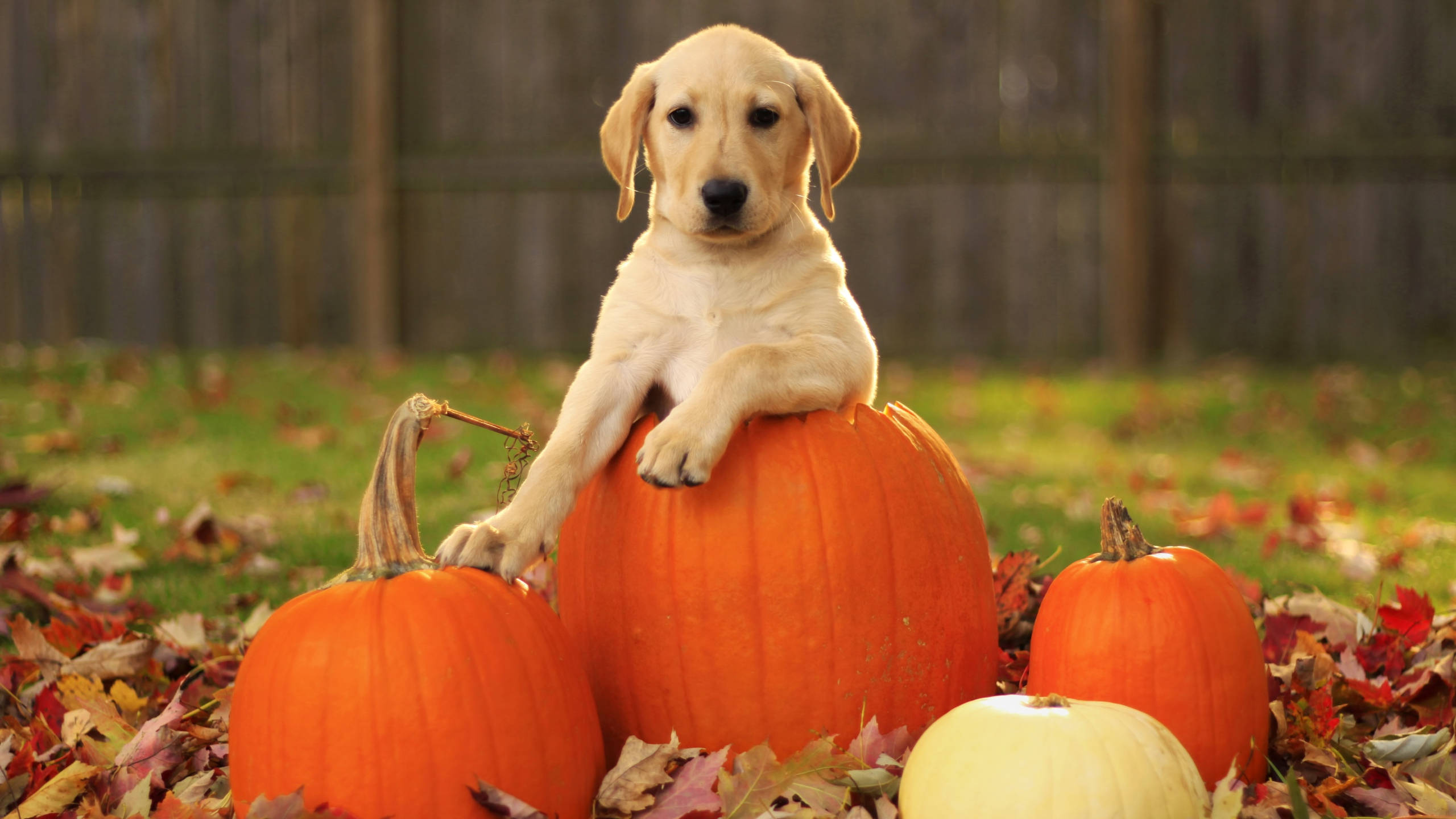 yellow lab puppy, orange pumpkin, autumn leaves, 2K Desktop Wallpaper