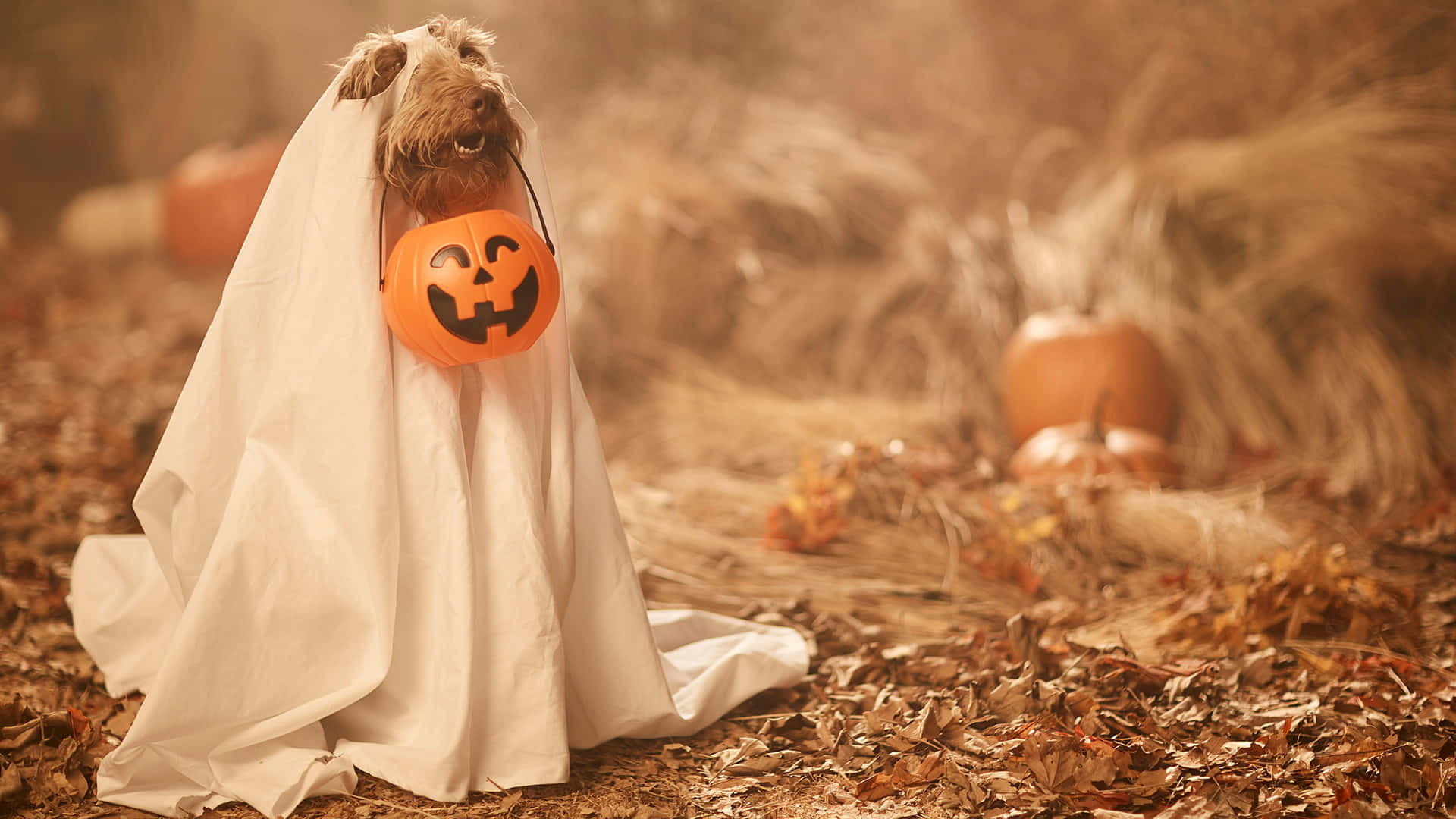 ghost, jack-o-lantern bucket, autumn field, Full HD Desktop Wallpaper