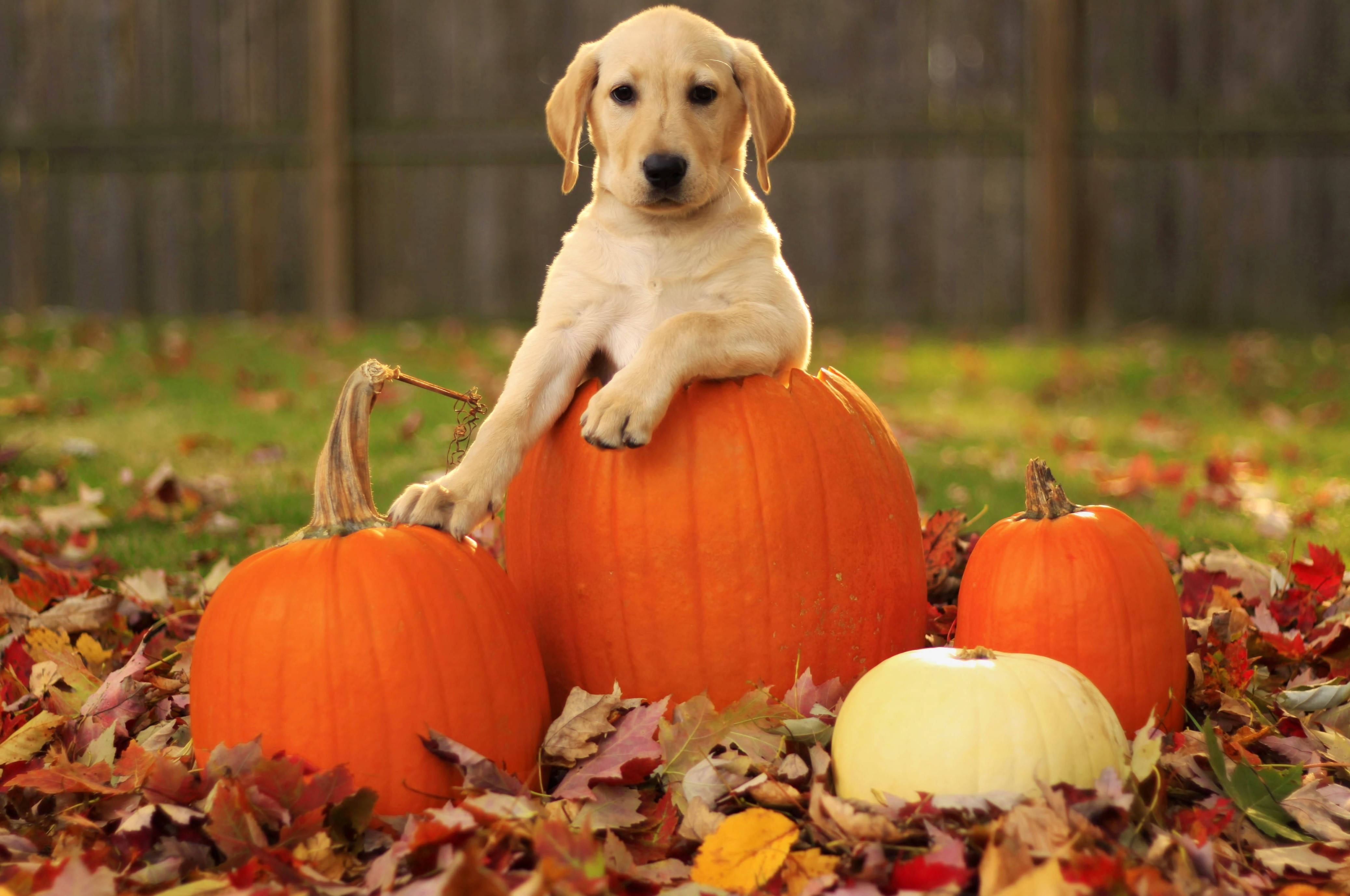 yellow lab puppy, orange pumpkin, autumn leaves, 4K Desktop Wallpaper