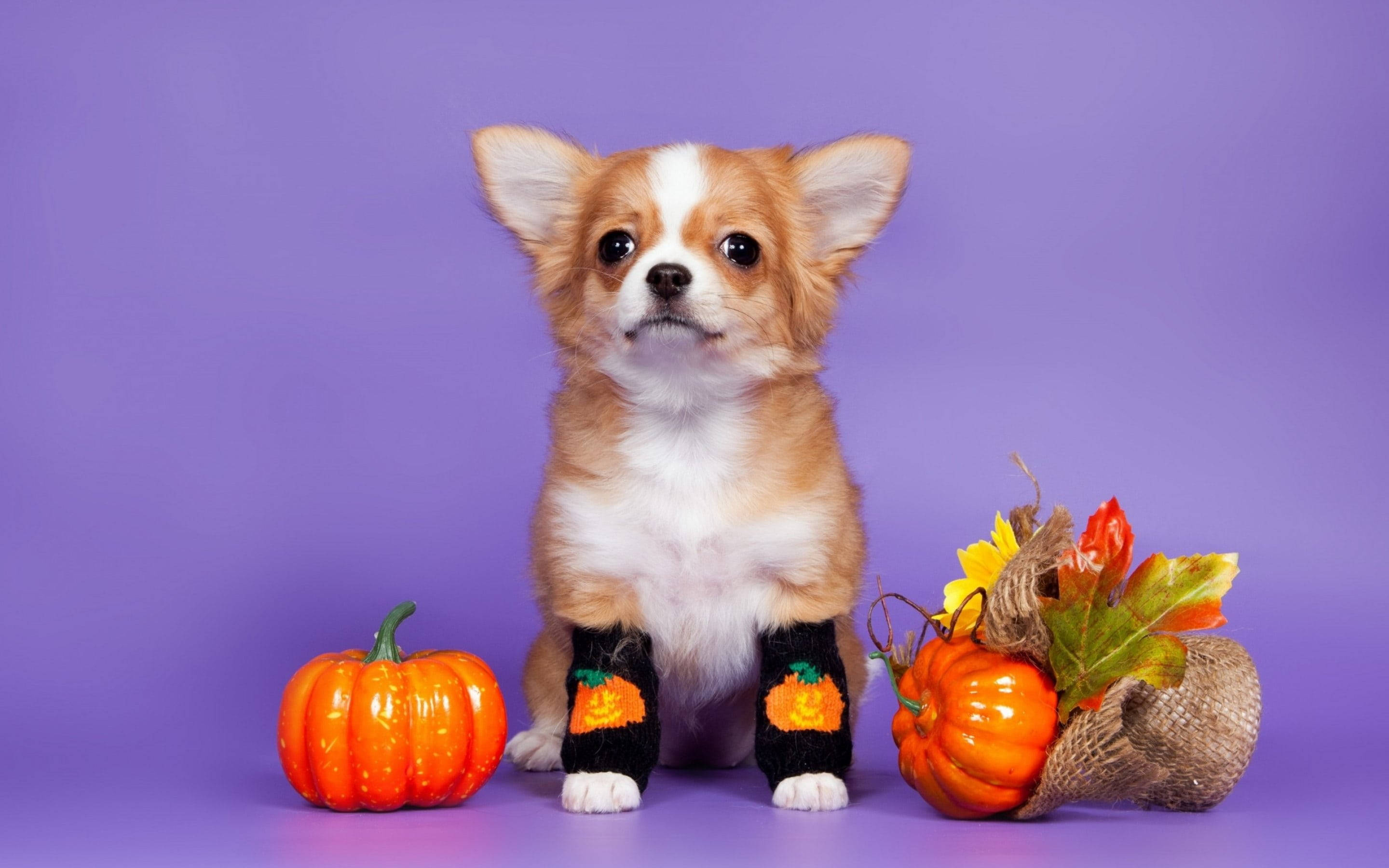 chihuahua puppy, pumpkin-patterned socks, orange pumpkins, 2K Desktop Wallpaper