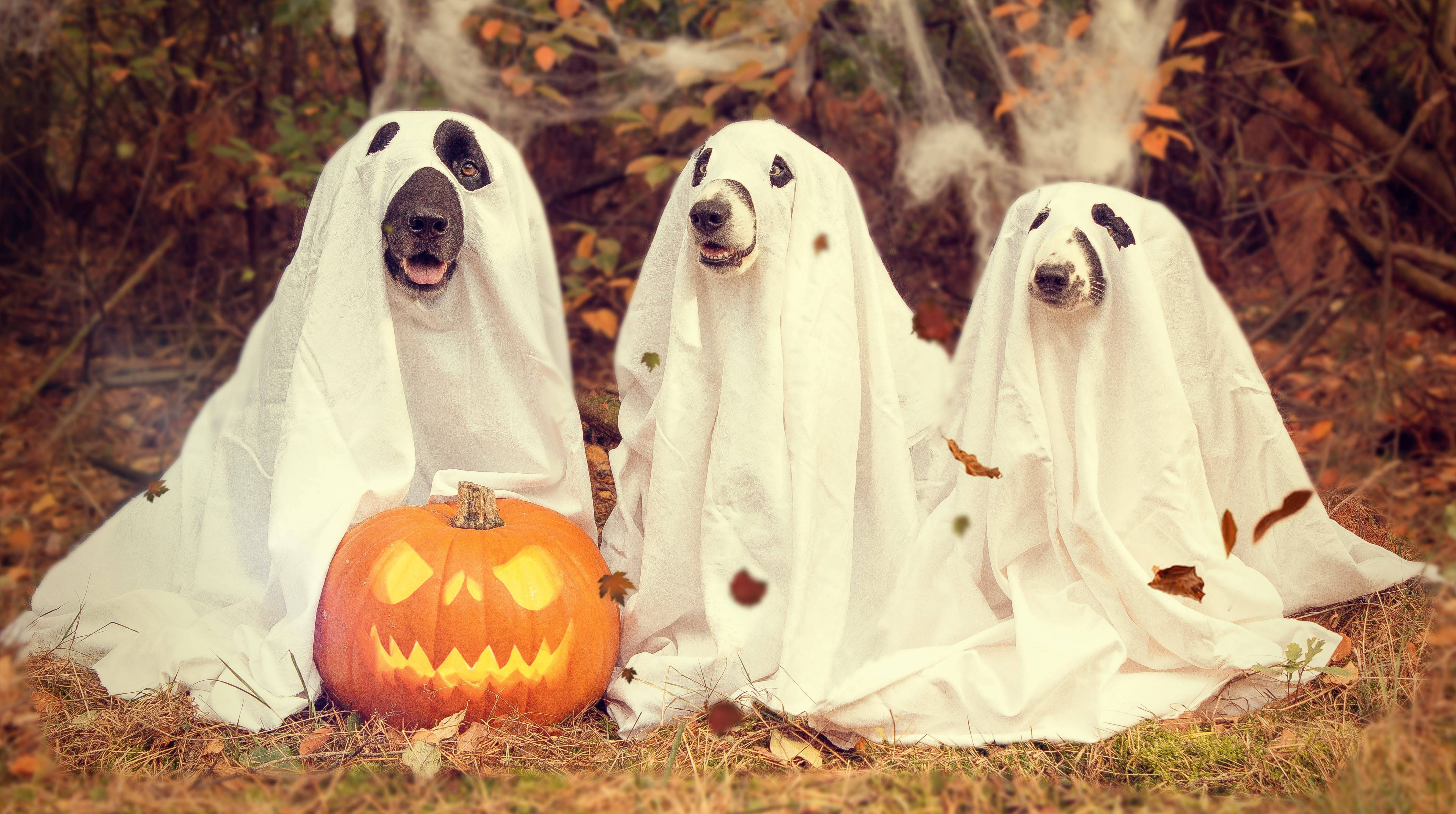 ghost dog costumes, carved pumpkin, leafy autumn forest, 5K Desktop Wallpaper