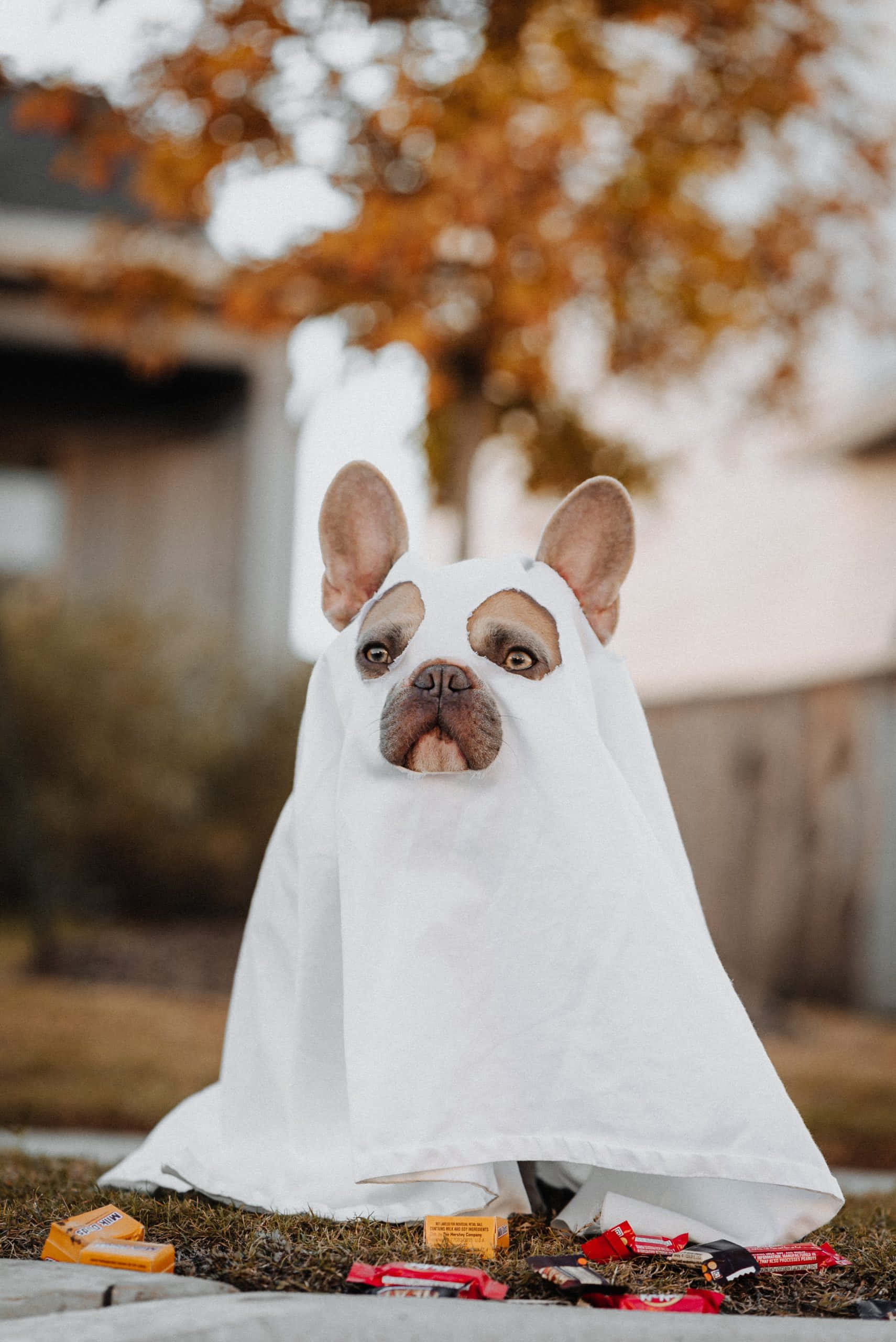 French bulldog, white ghost costume, grass, 2K Phone Wallpaper