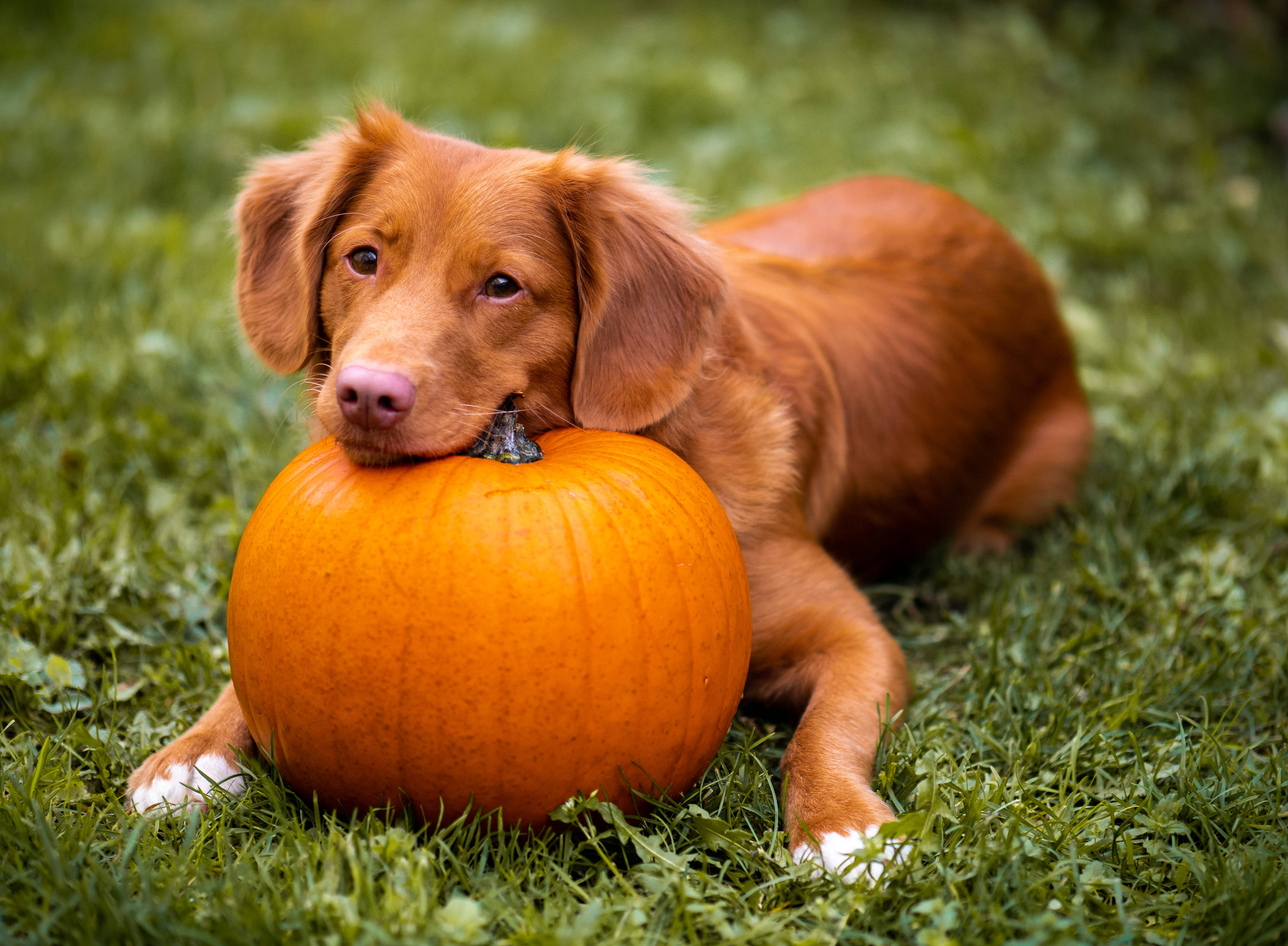 fluffy reddish-brown dog, bright orange pumpkin, lush green grass, 4K Desktop Wallpaper