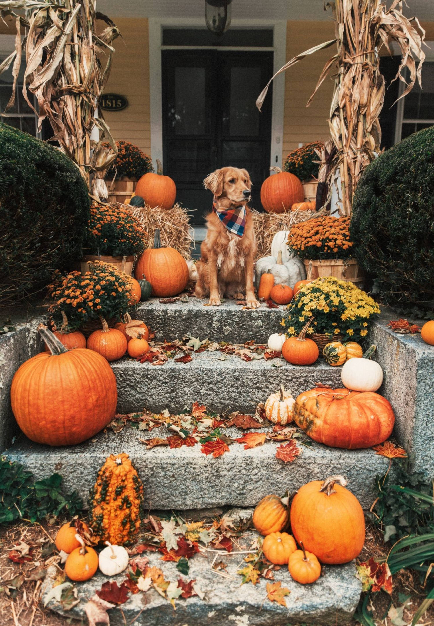 golden retriever, plaid bandana, stone steps, Full HD Phone Wallpaper