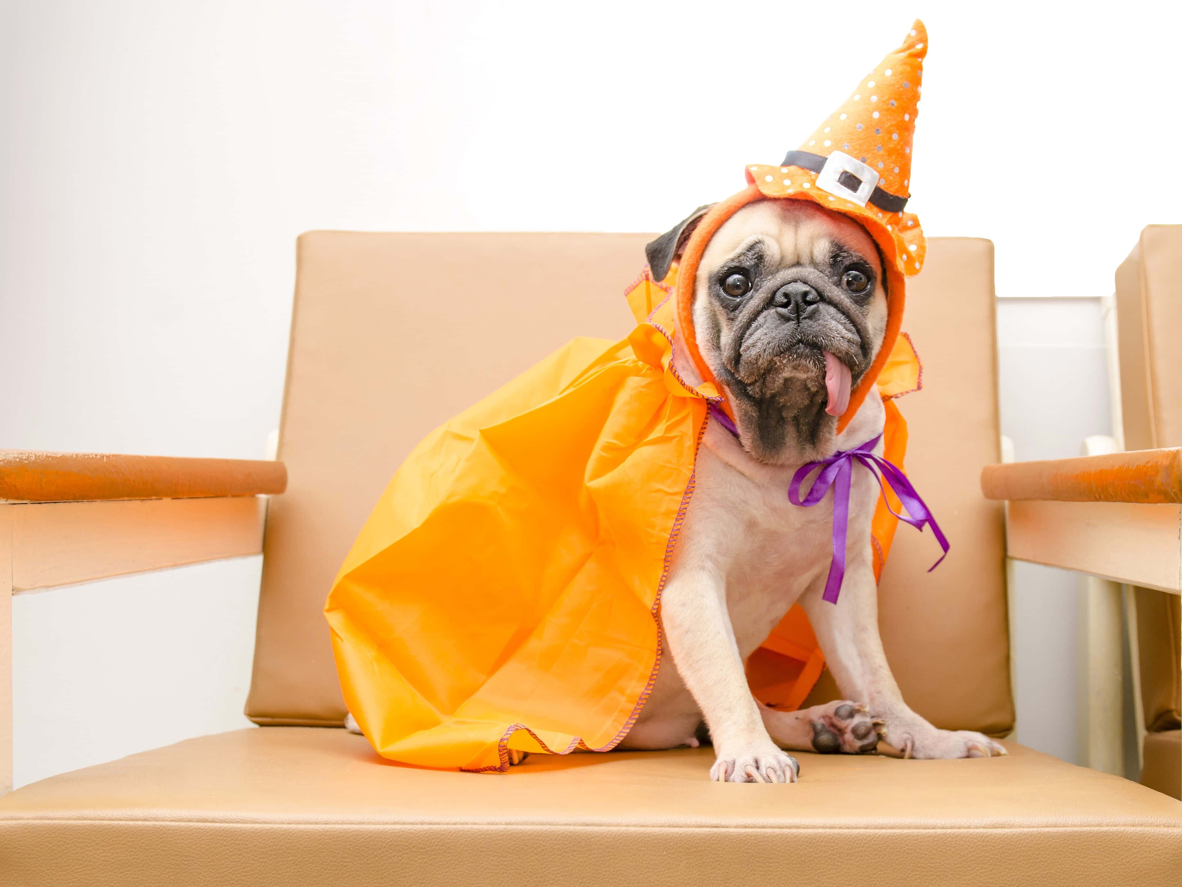 pug dog, bright orange witch costume, polka dot hat, 2K Desktop Wallpaper