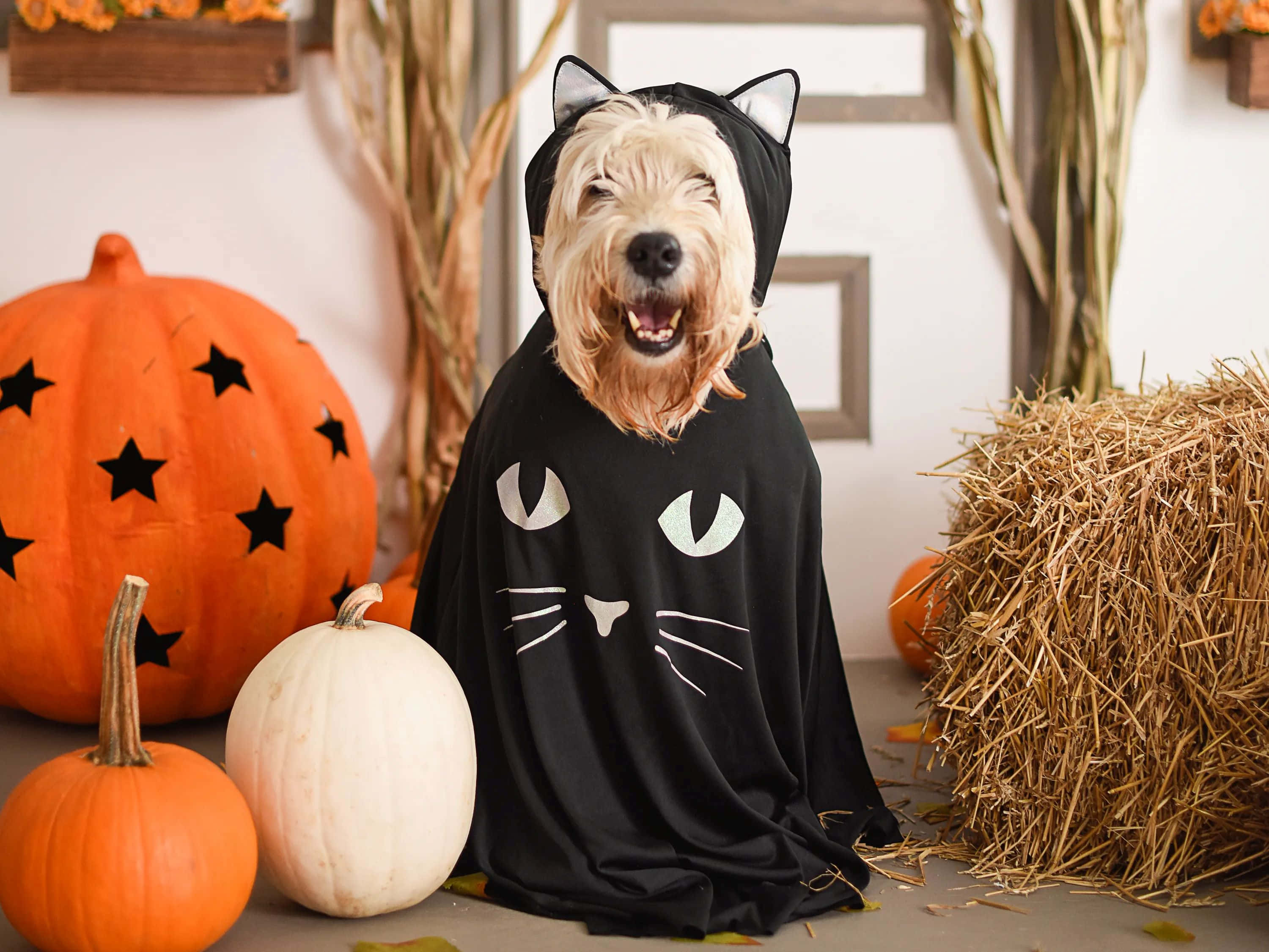 Halloween Dog Costume, cat cloak, pumpkins, 2K Desktop Wallpaper