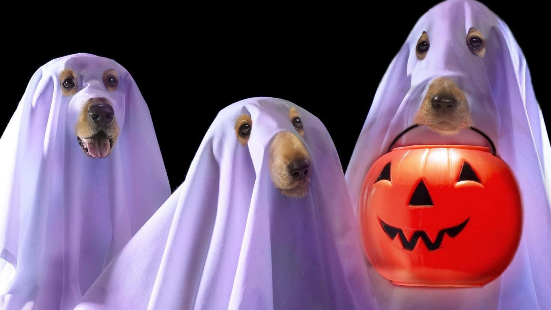 Halloween pet costumes, ghost, purple sheets, Full HD Desktop Wallpaper