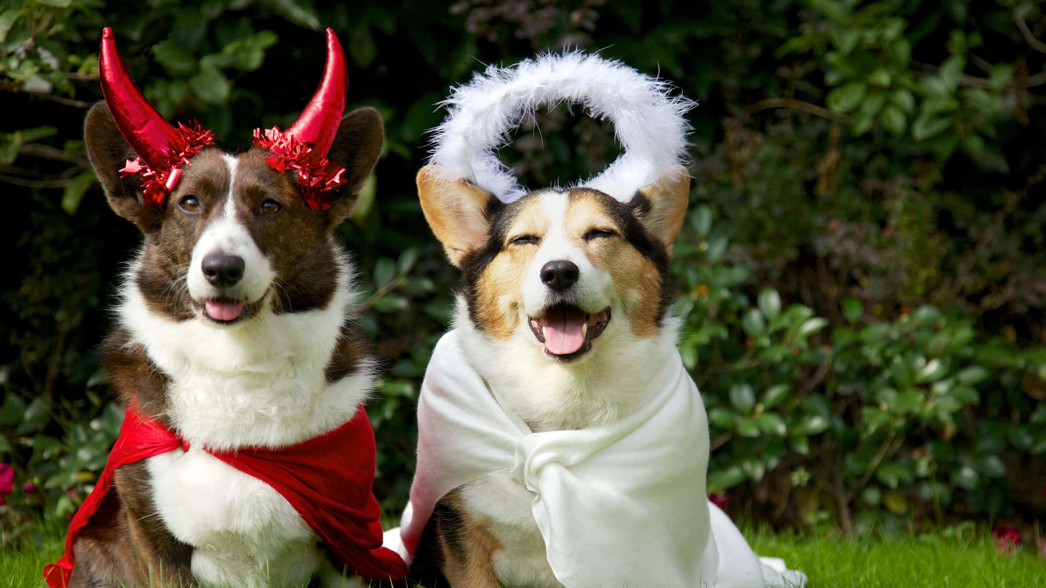 corgis, devil, angel, Full HD Desktop Wallpaper