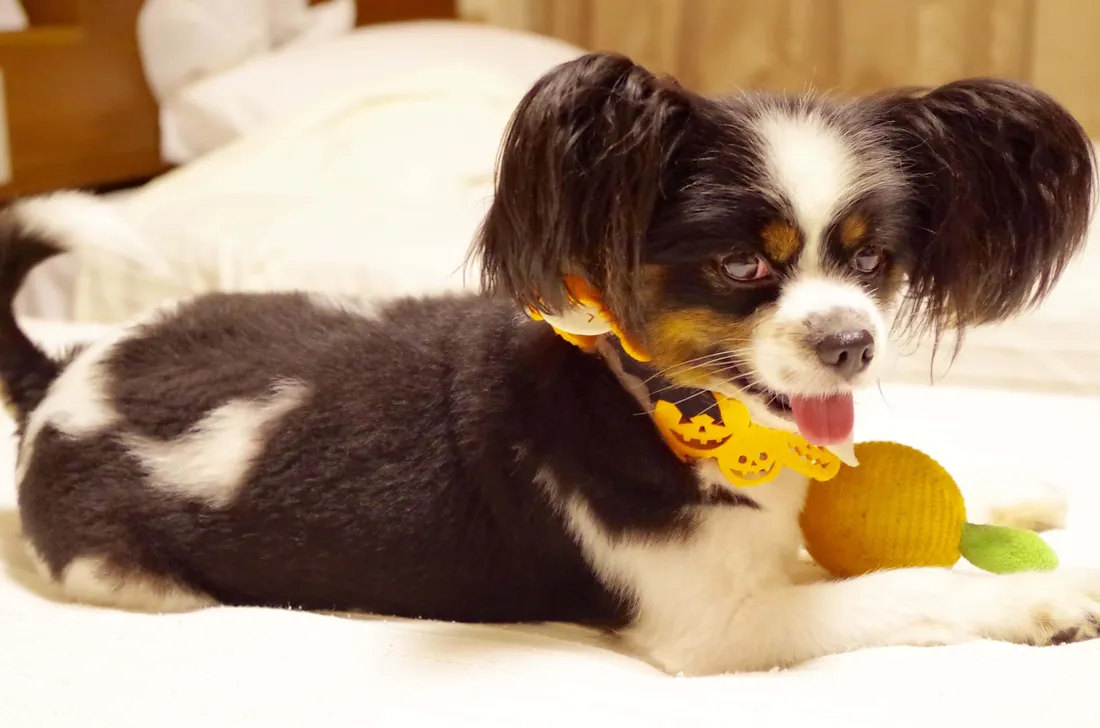 Halloween Pet Costumes