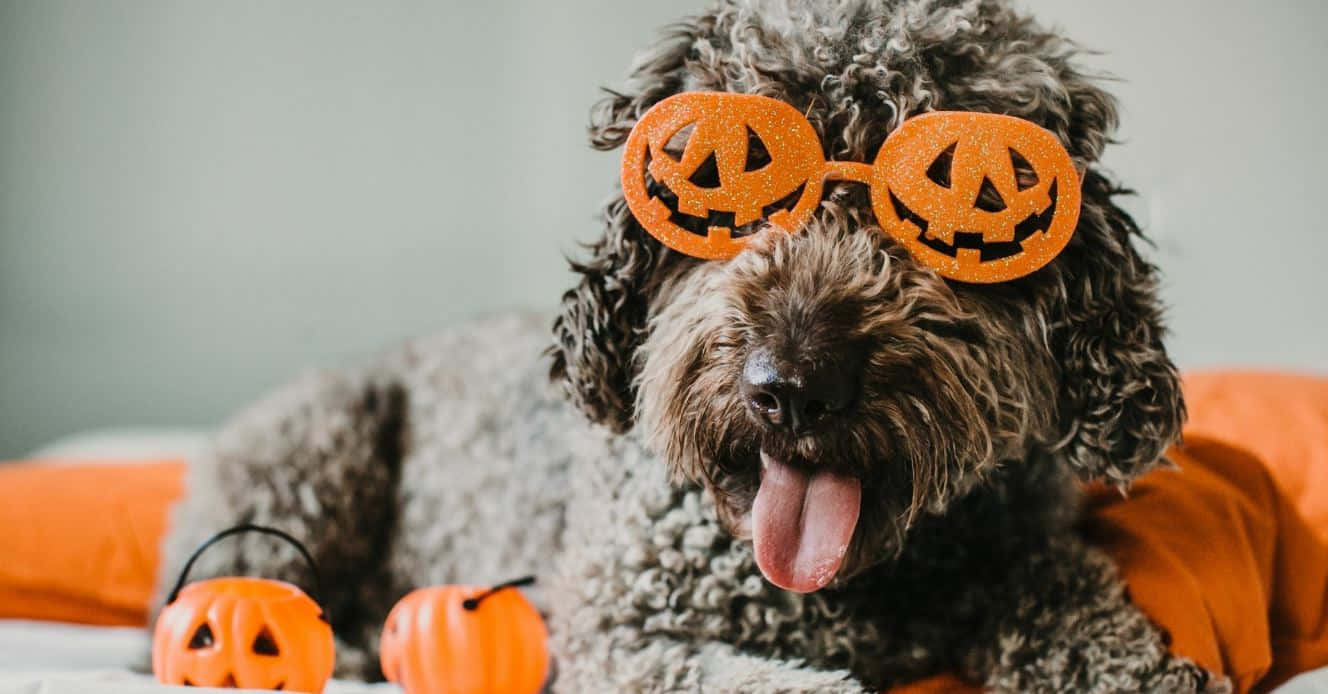 curly-haired dog, glittery pumpkin glasses, orange blanket, HD Desktop Wallpaper