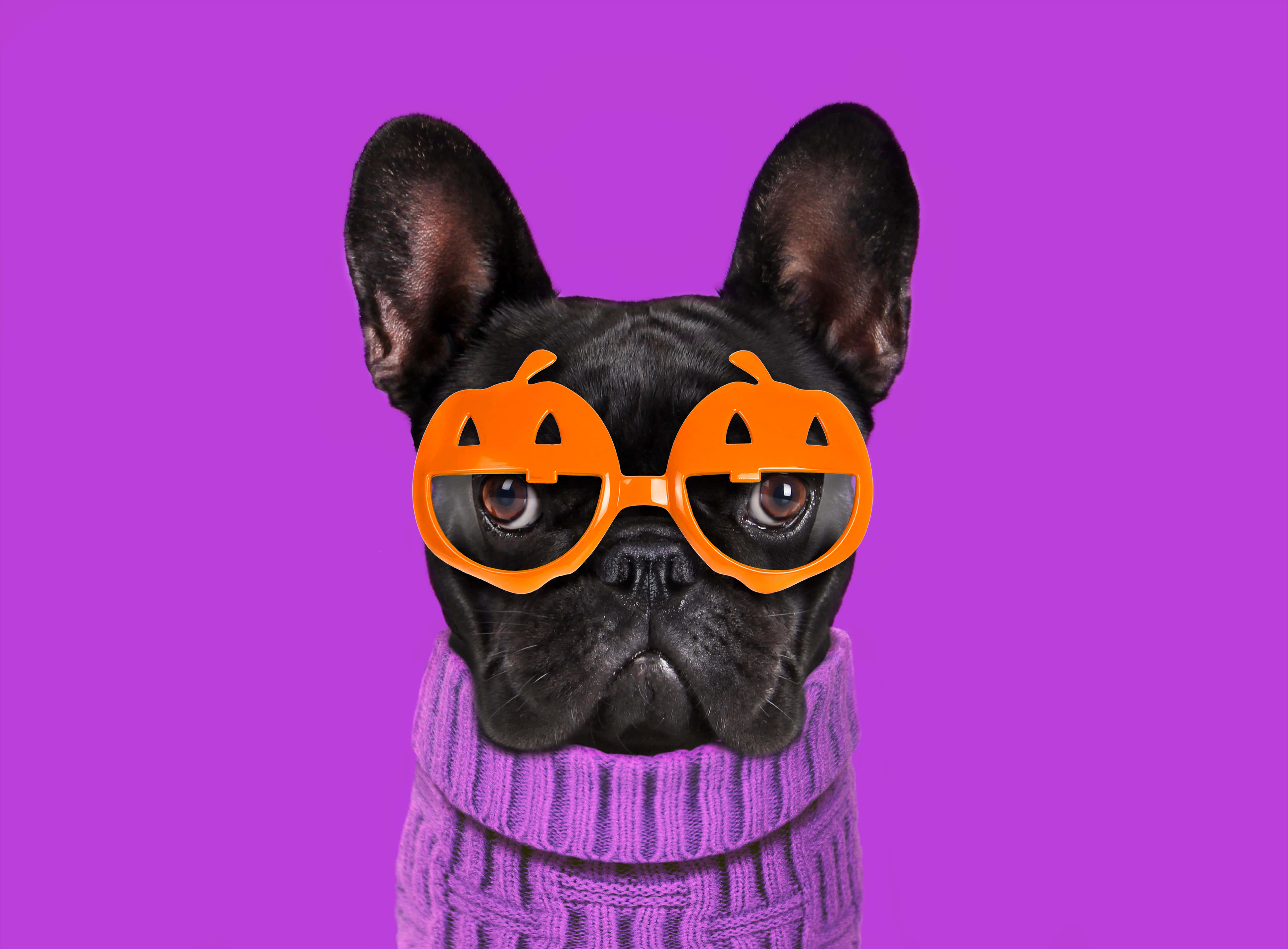 black French bulldog, orange pumpkin-shaped glasses, purple knit sweater, 5K Desktop Wallpaper