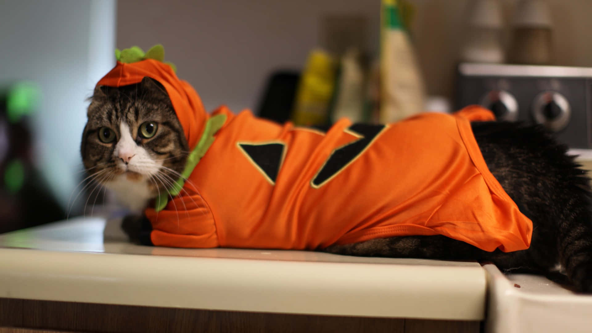tabby cat, orange pumpkin costume, green stem, Full HD Desktop Wallpaper