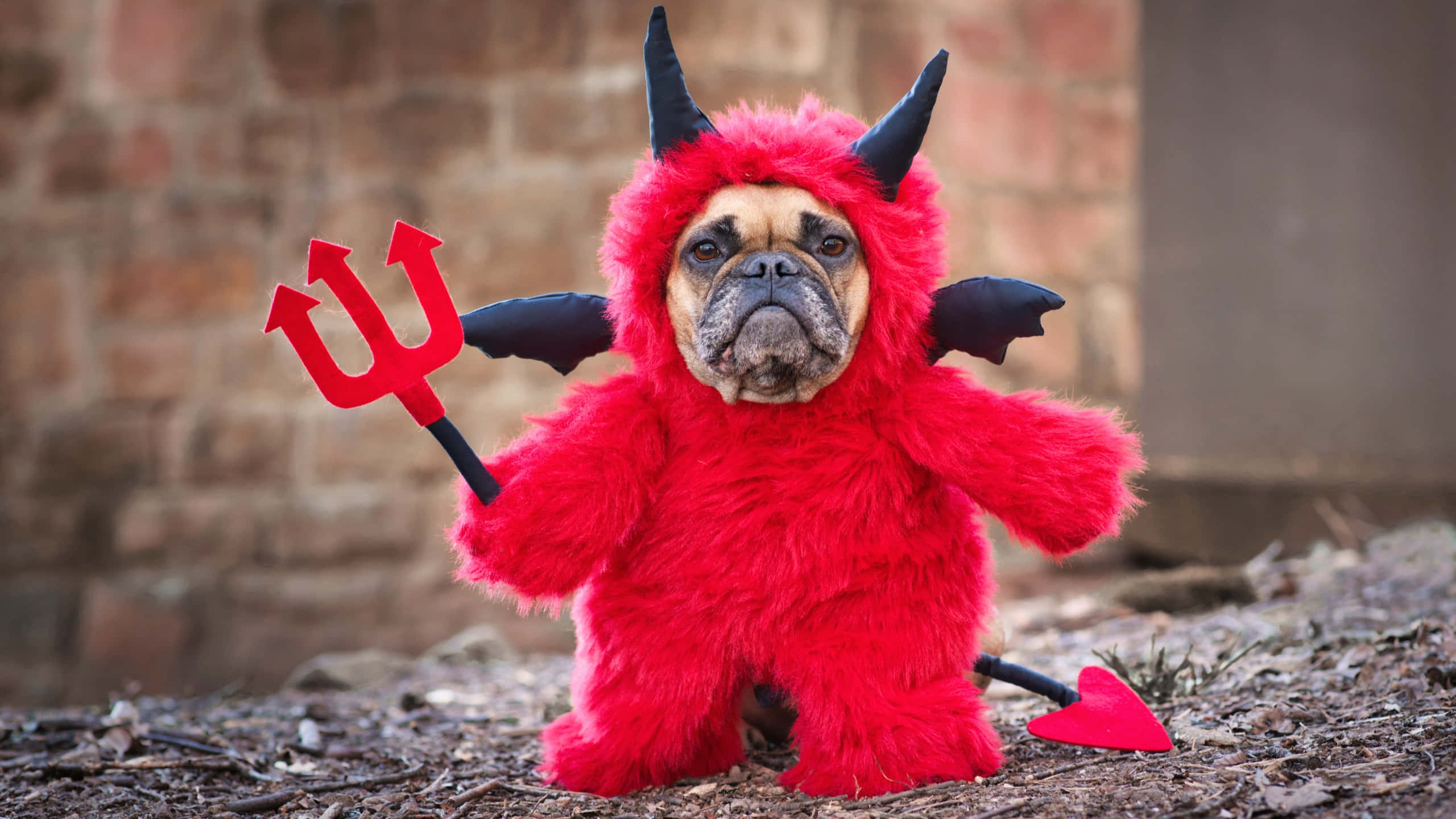 fawn bulldog, fluffy red devil costume, horns, 2K Desktop Wallpaper