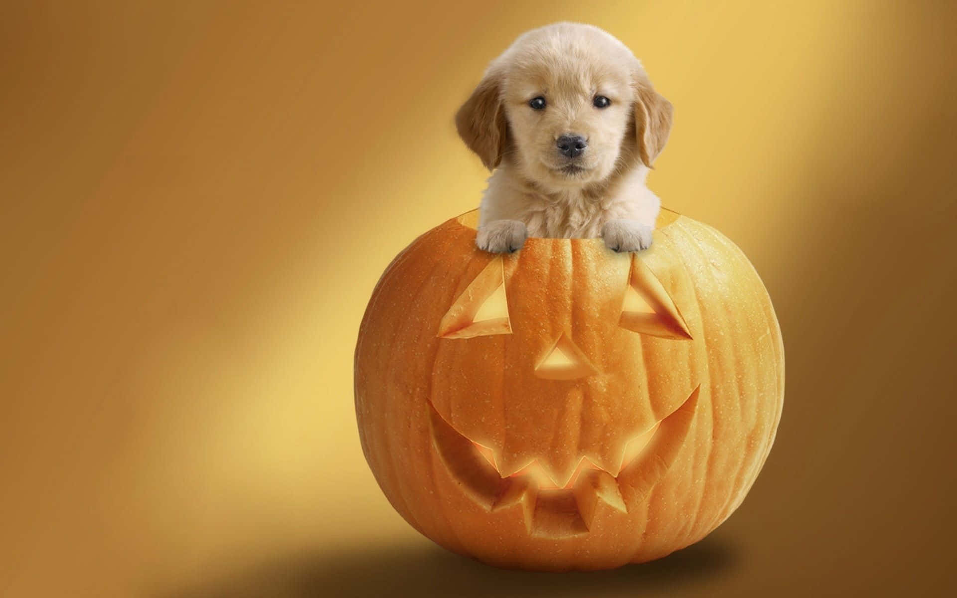 golden puppy, jack-o'-lantern, orange, Full HD Desktop Wallpaper