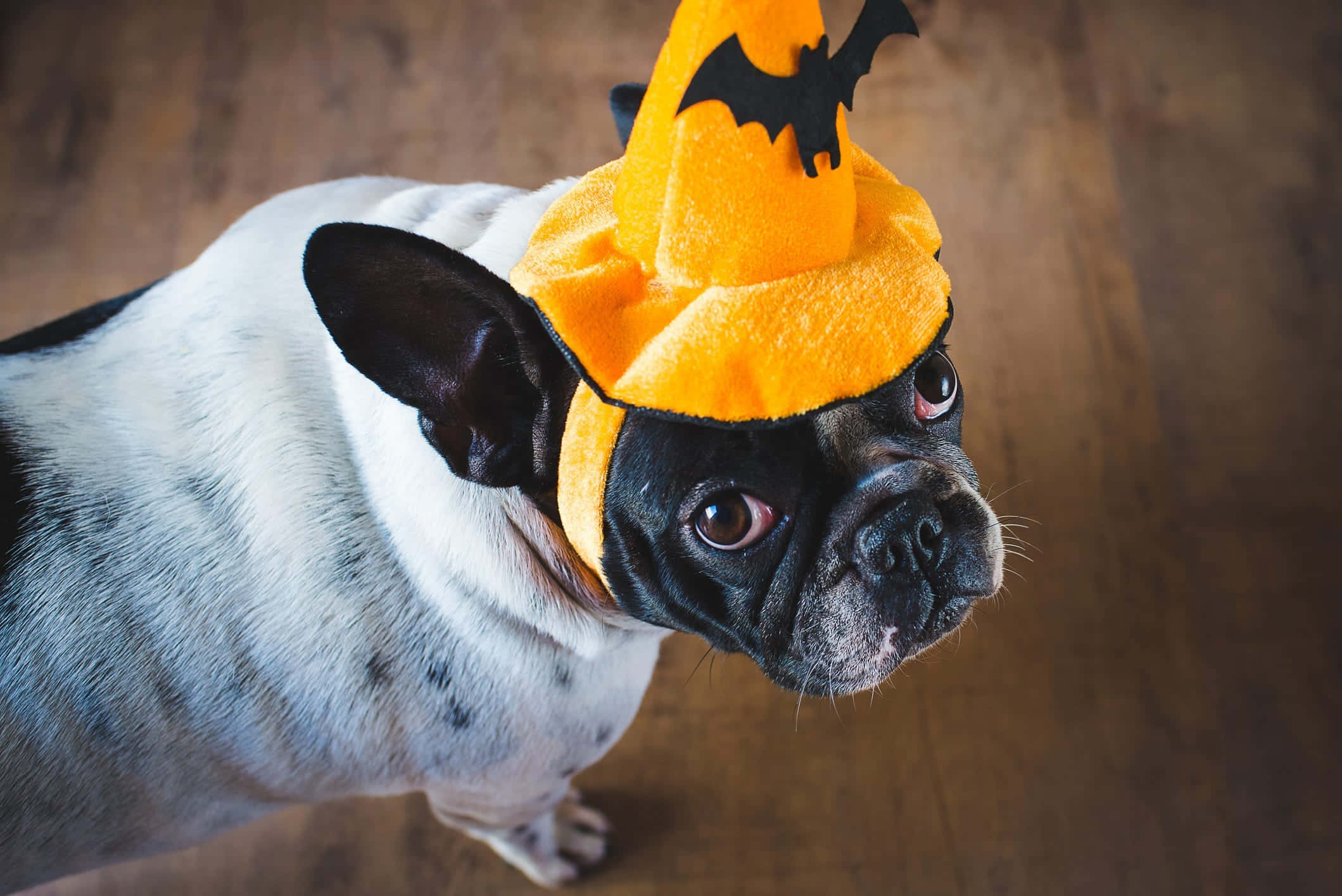 French bulldog, black and white, bright orange Halloween witch hat, Full HD Desktop Wallpaper