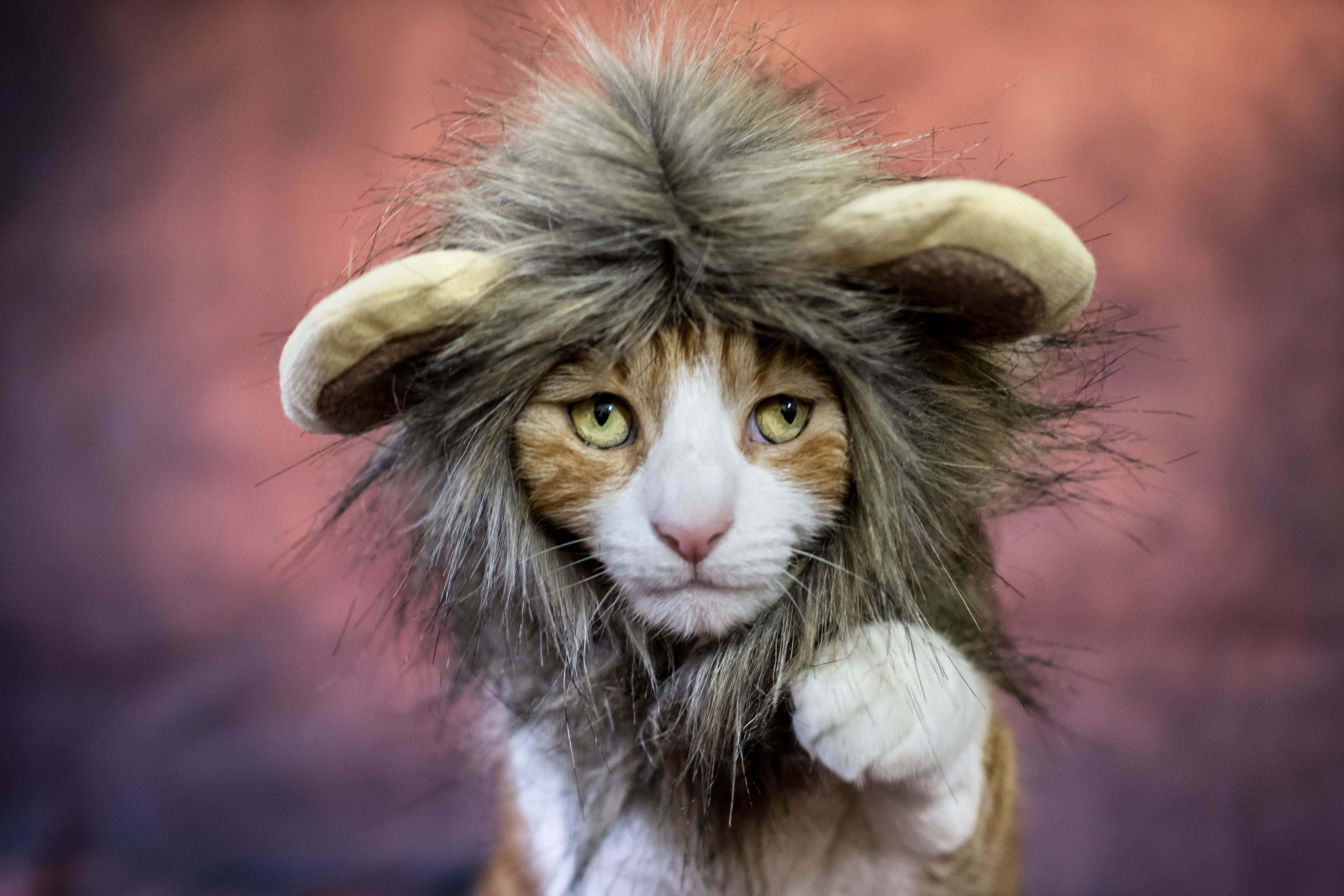 ginger and white cat, fluffy lion mane costume, plush ears, 4K Desktop Wallpaper