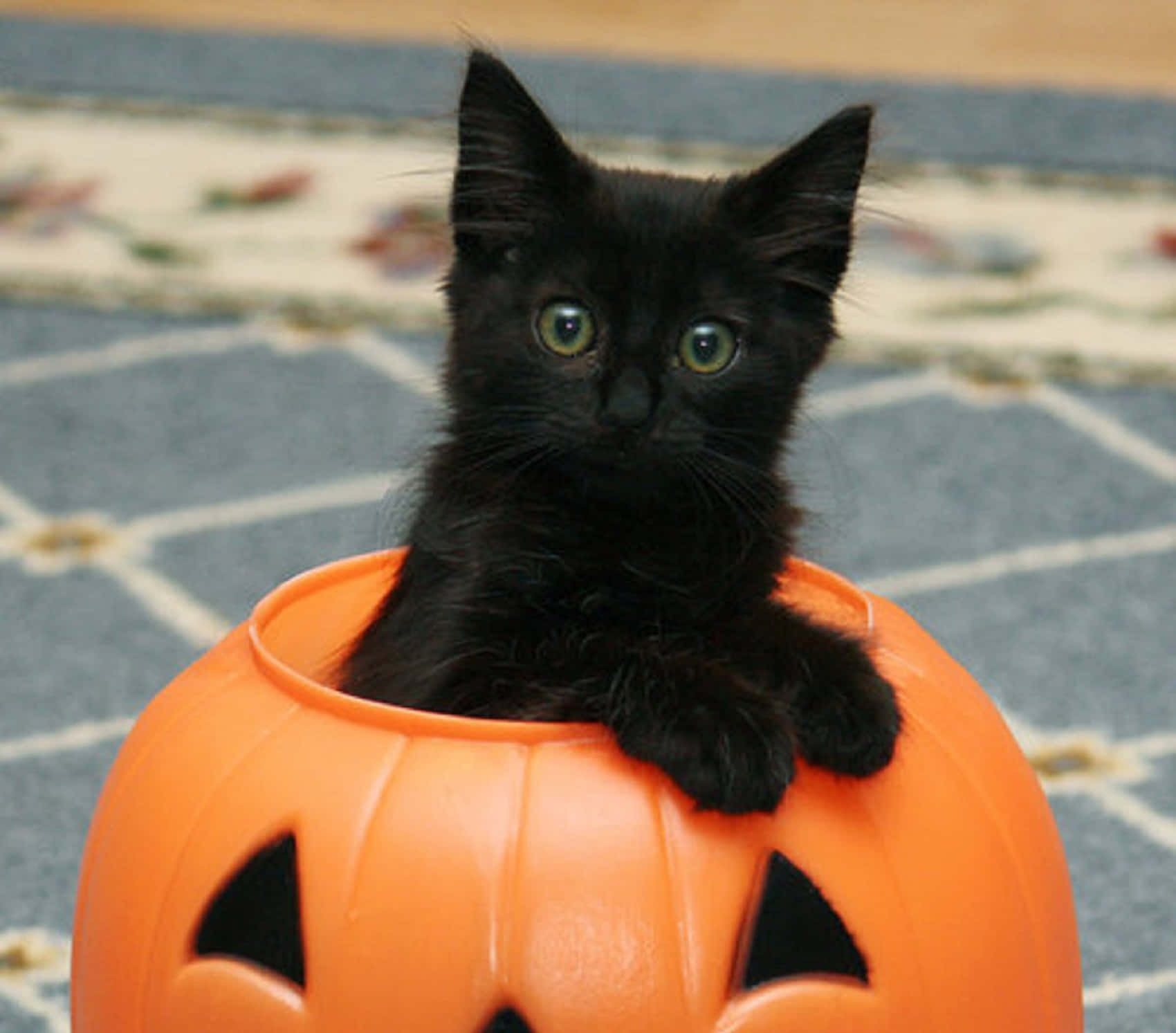 black kitten, bright green eyes, orange plastic jack-o'-lantern, HD Desktop Wallpaper