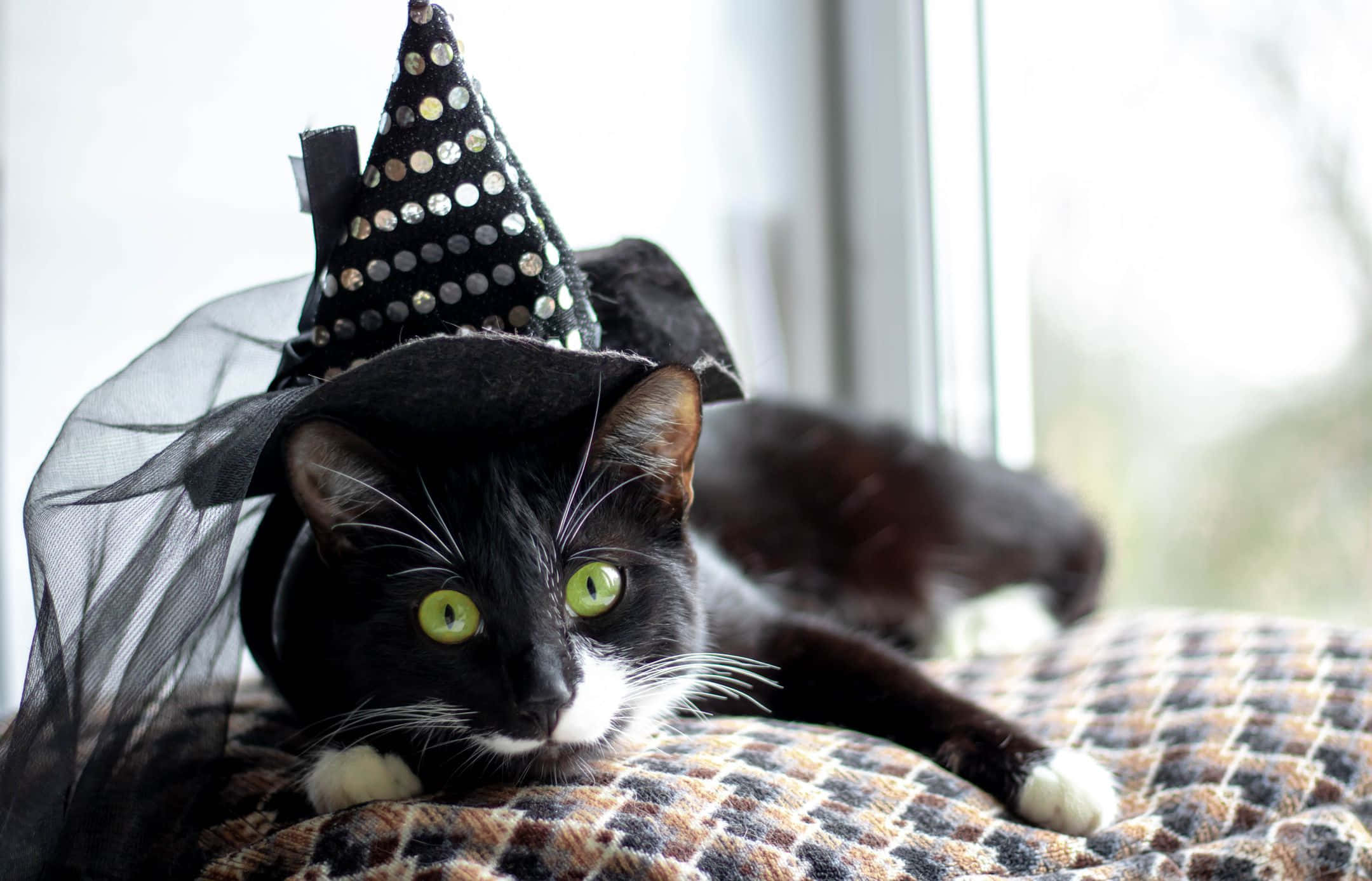 black and white cat, bright green eyes, sparkly witch hat, Full HD Desktop Wallpaper