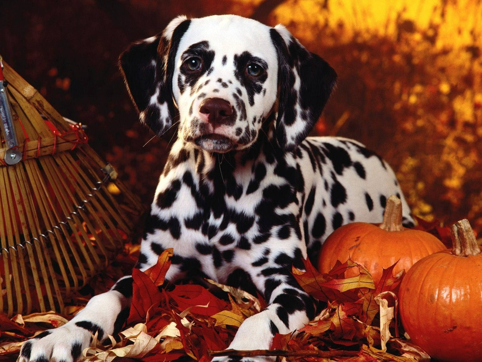 Dalmatian puppy, black spots, autumn leaves, HD Desktop Wallpaper
