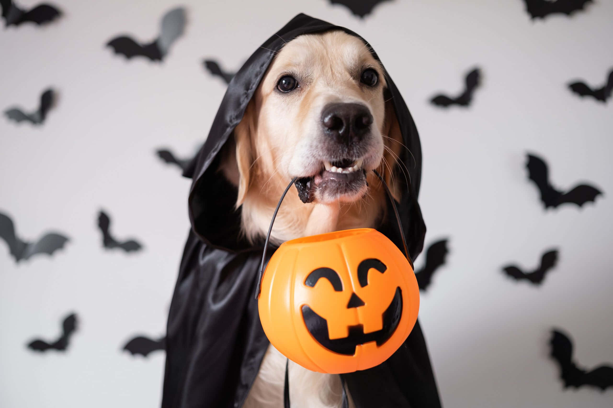 golden retriever, black hooded costume, orange jack-o-lantern bucket, 2K Desktop Wallpaper