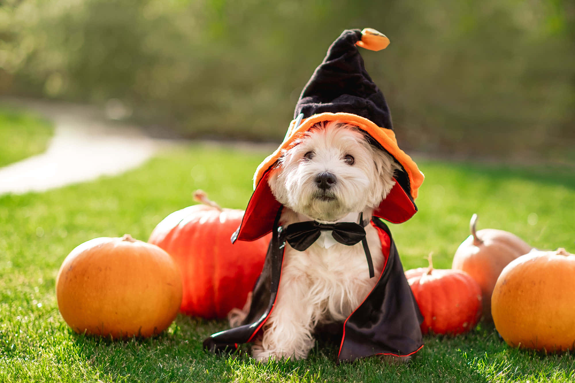 witch, black hat, cape, Full HD Desktop Wallpaper