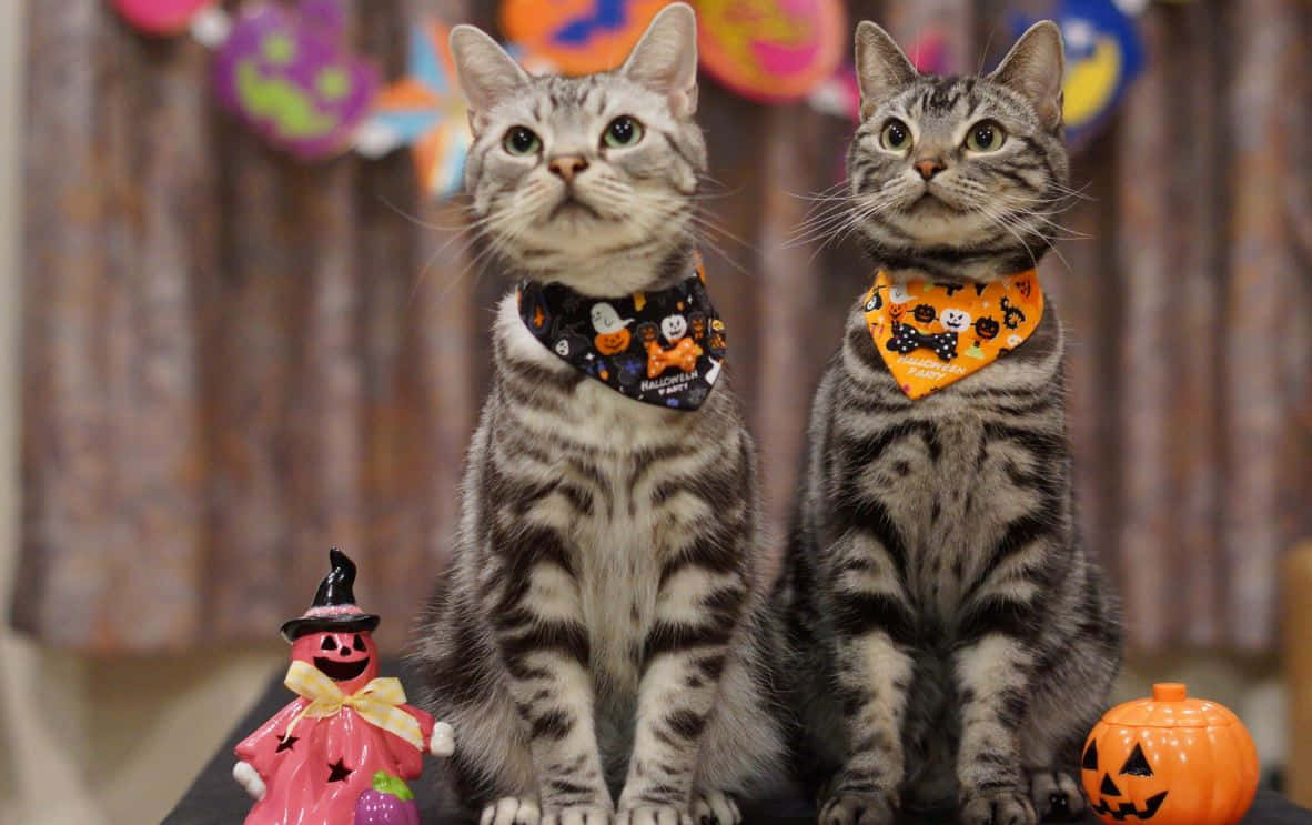 Halloween pet costumes, tabby cats, Halloween bandanas, SD Desktop Wallpaper