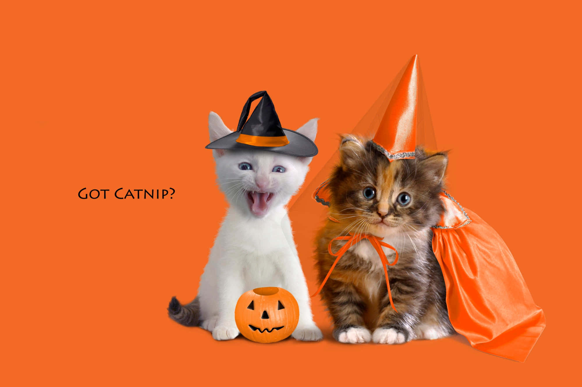 Halloween Pet Costumes, kittens, Halloween costumes, Full HD Desktop Wallpaper