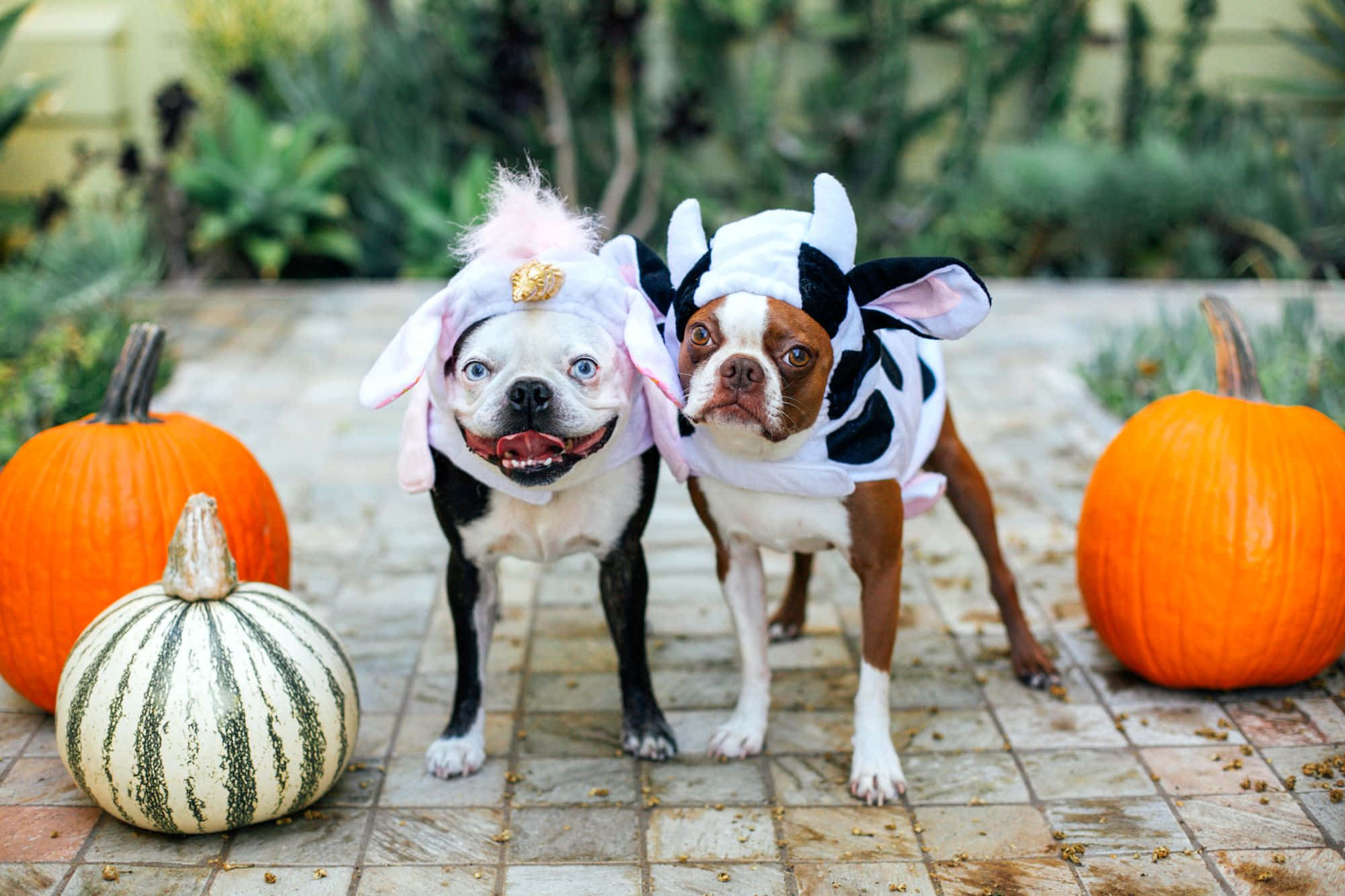 Boston terriers, bunny, cow, Full HD Desktop Wallpaper